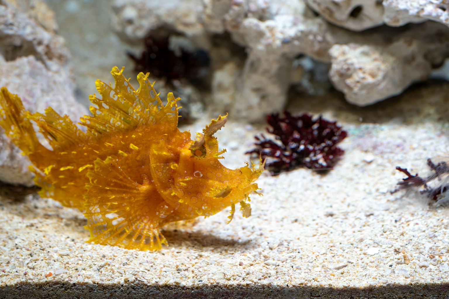 Poisson en forme de feuille orange dans un aquarium avec des algues environnantes