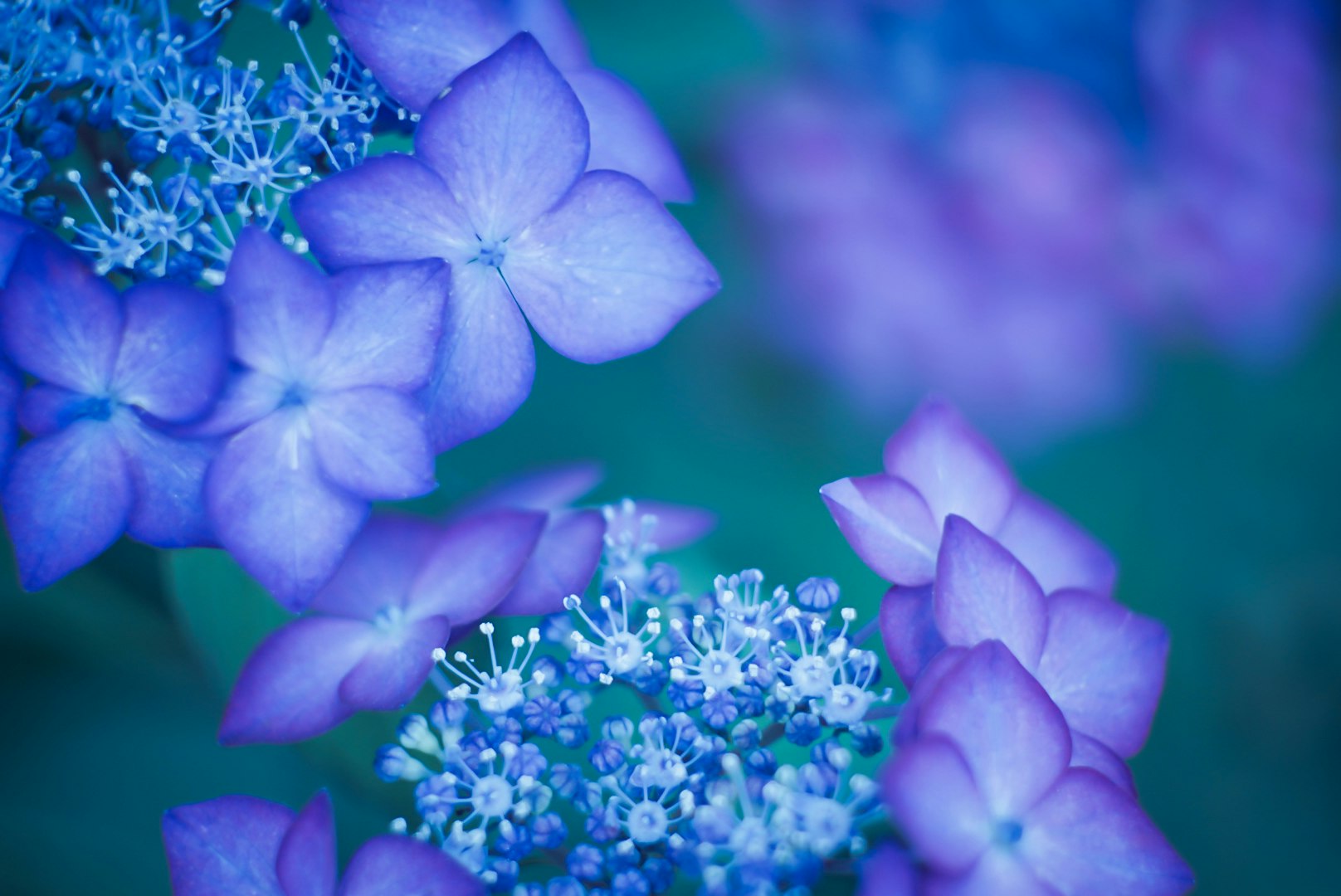 青いアジサイの花と花びらのクローズアップ
