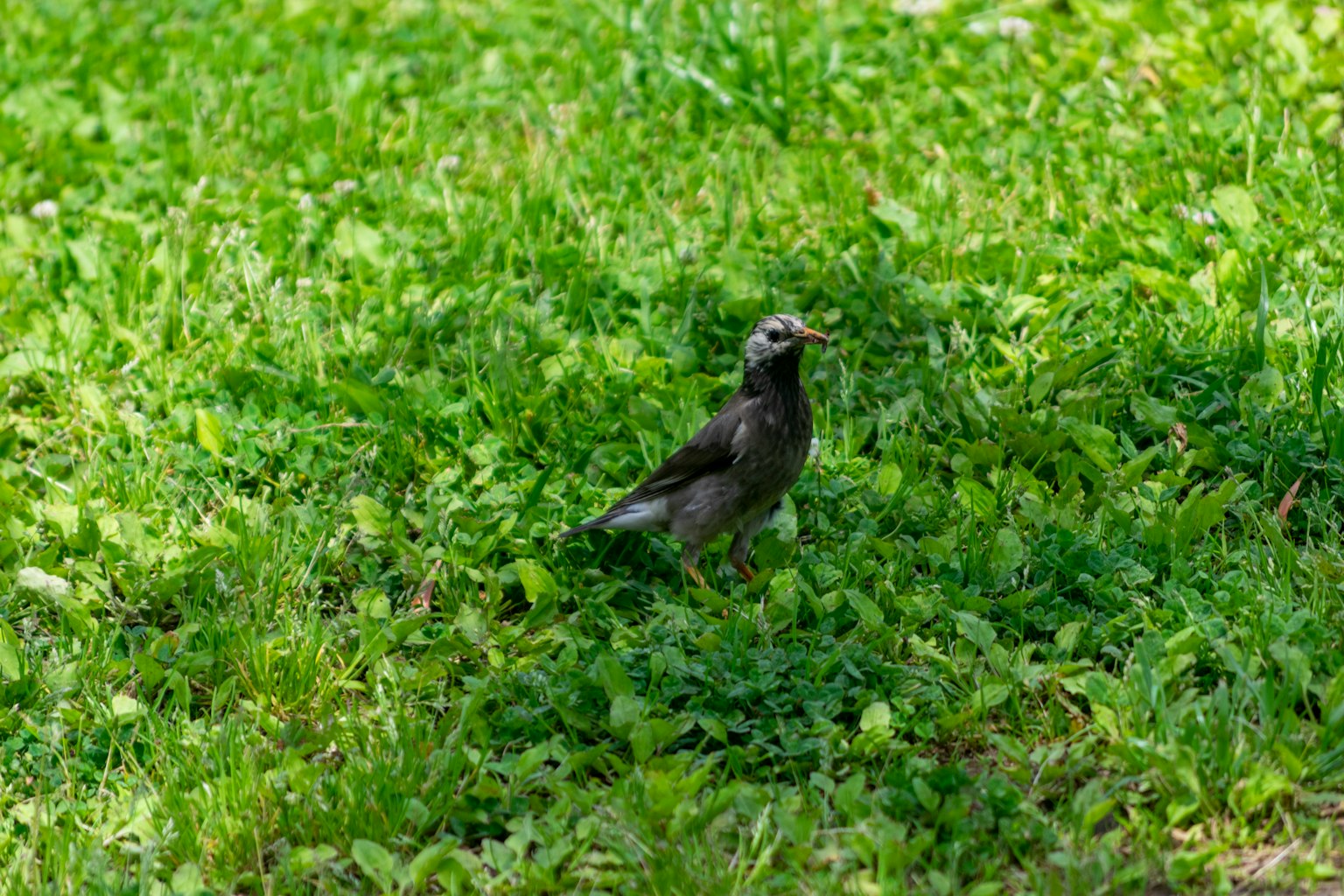 A small bird standing on green grass