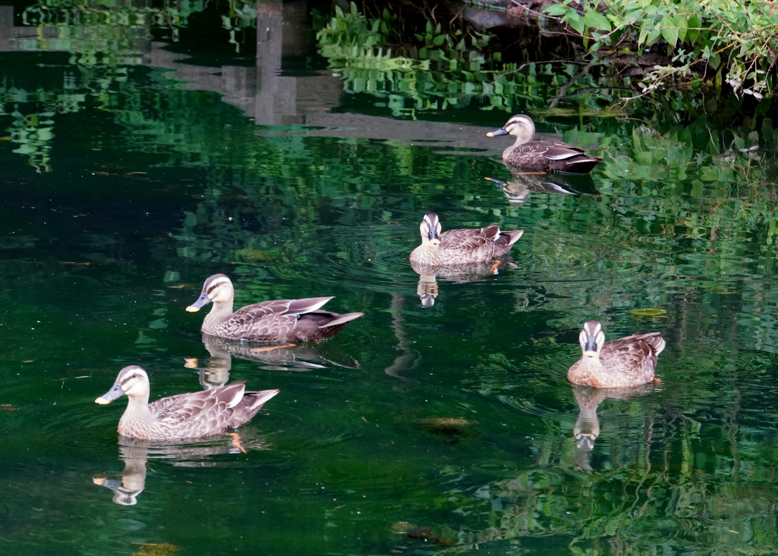 Cinq canards nageant dans une eau verte avec une végétation luxuriante en arrière-plan