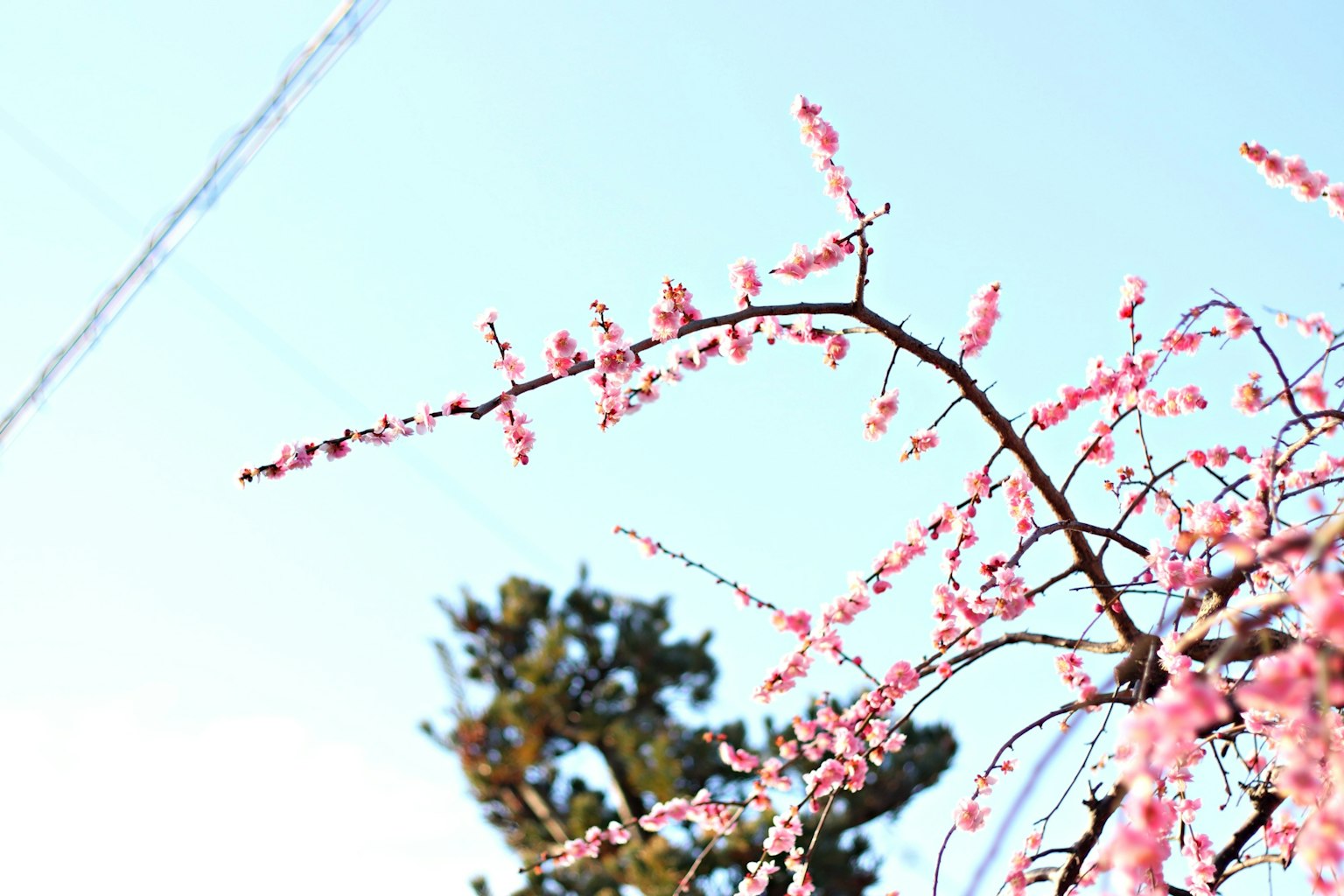 กิ่งดอกไม้สีชมพูใต้ท้องฟ้าสีฟ้า