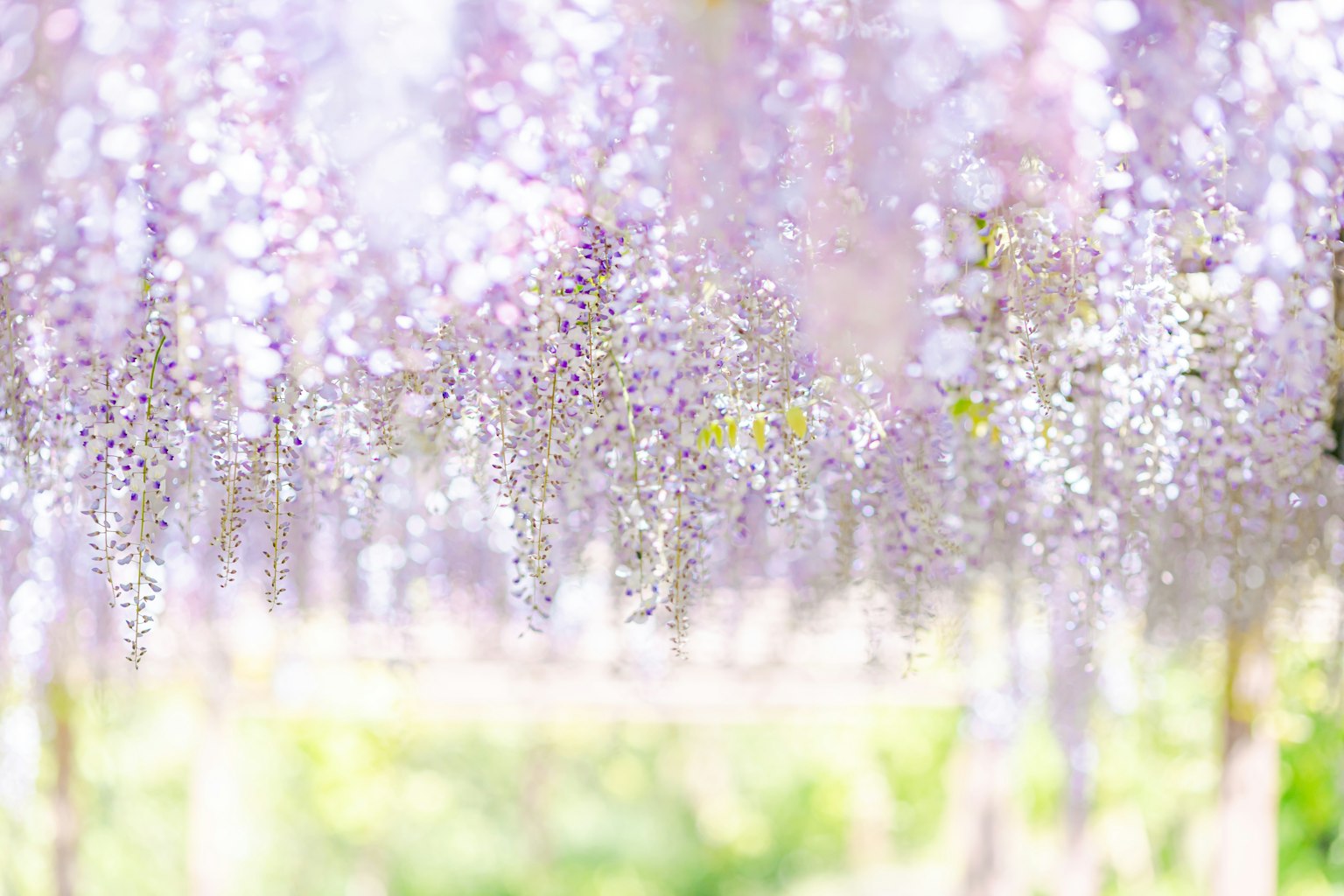 Una scena di fiori di glicine viola che pendono