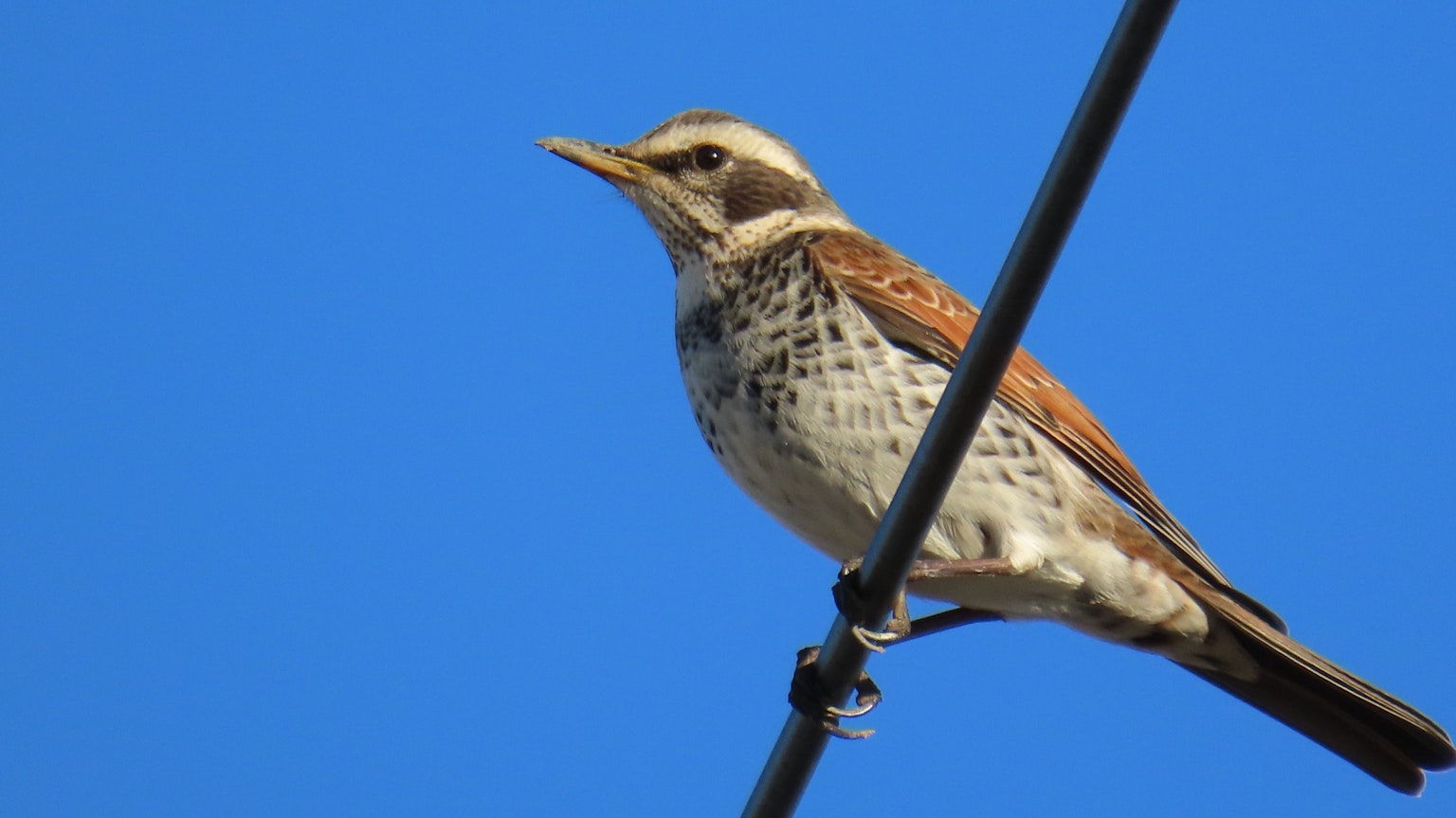 Un oiseau perché sur un fil devant un ciel bleu