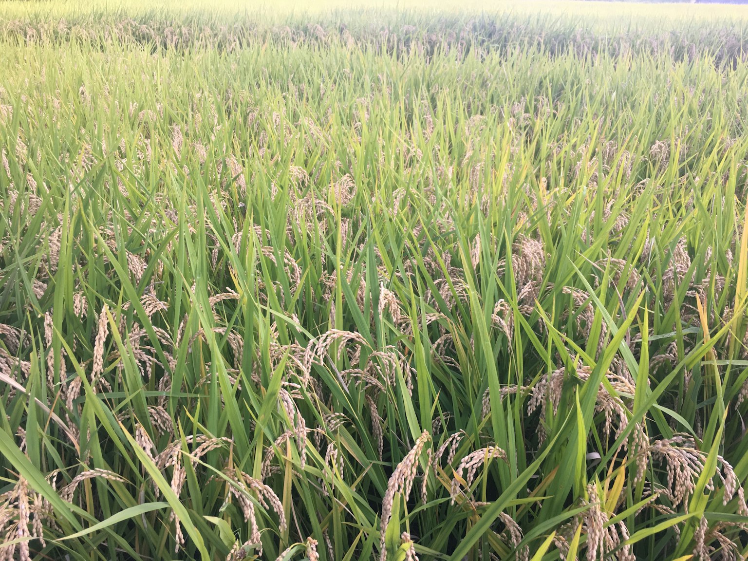 Lush green rice field with ripening grains