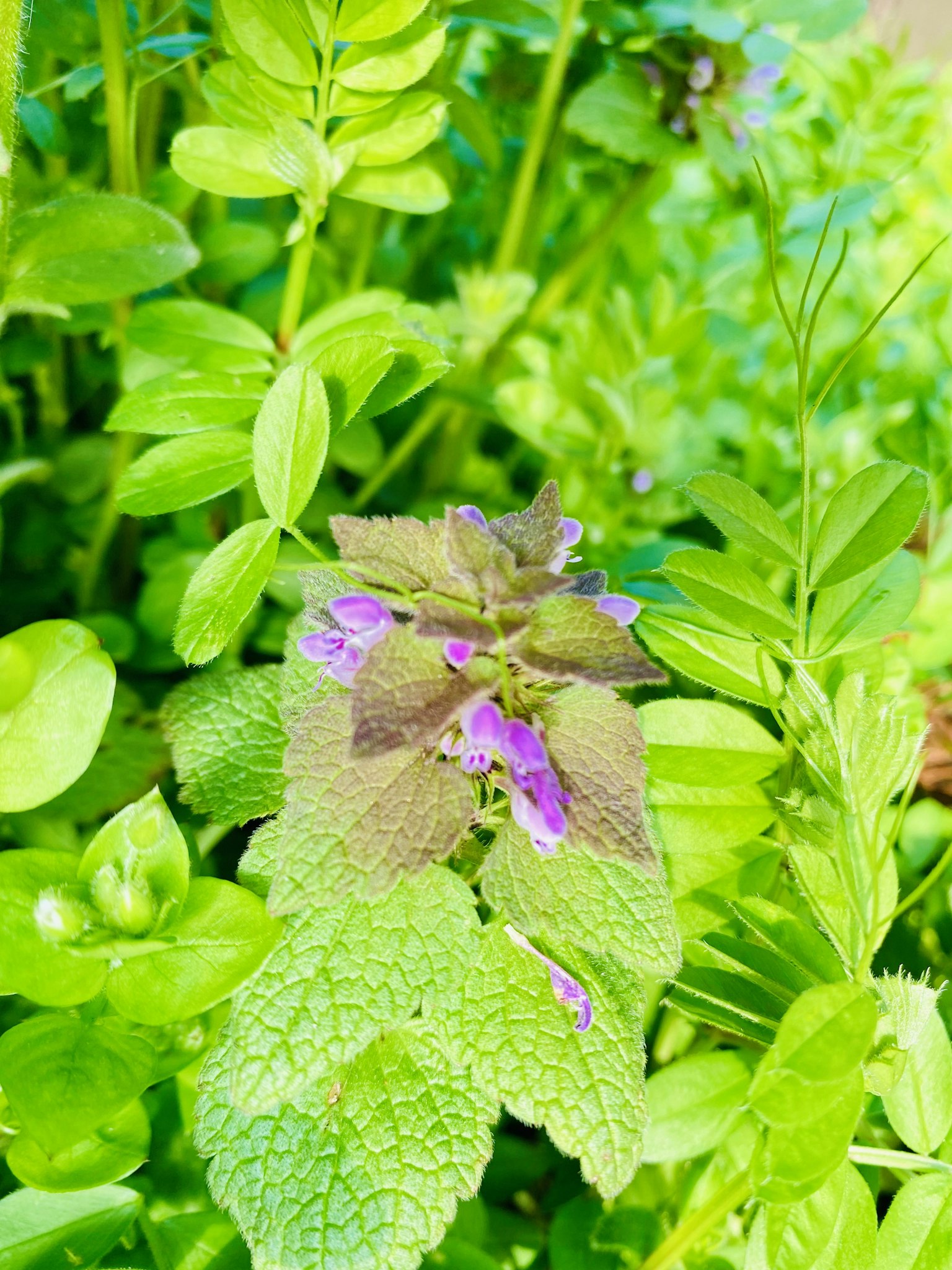 Gros plan d'une plante avec des feuilles vertes et des fleurs violettes