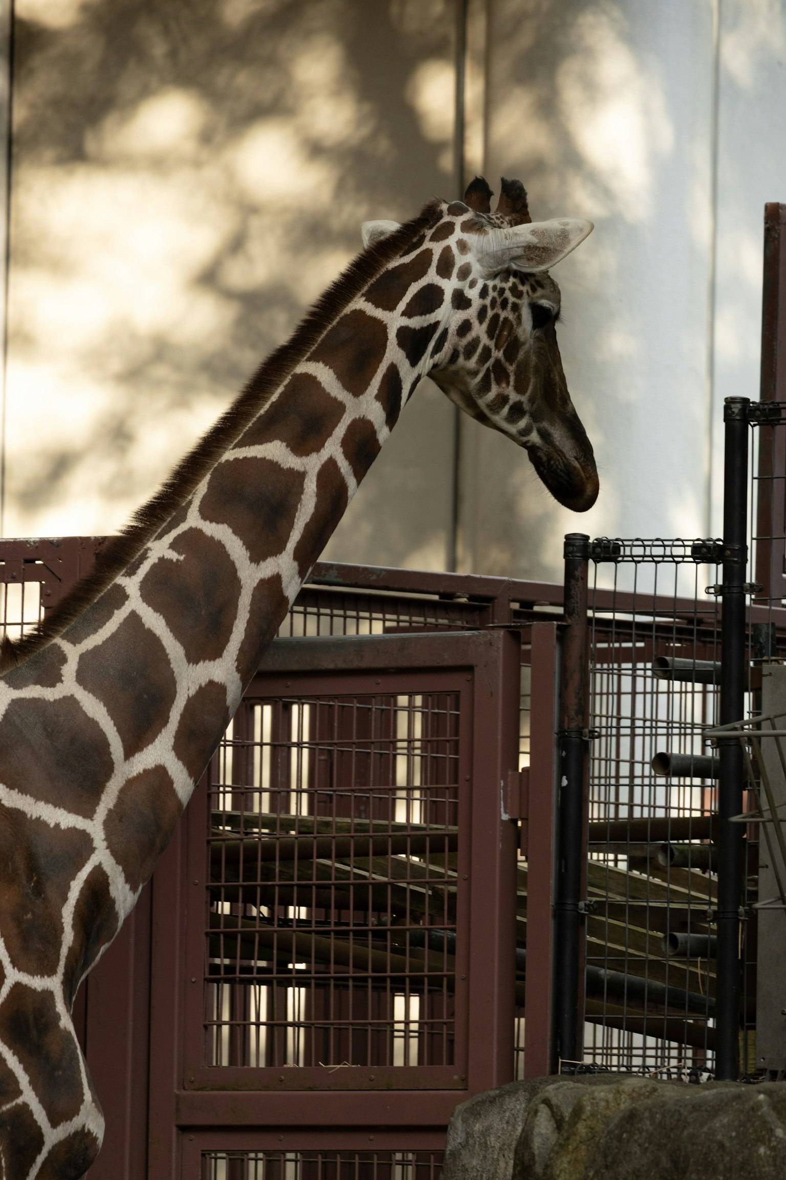 동물원에서 기린의 옆모습과 배경에 울타리와 그림자가 있는 모습