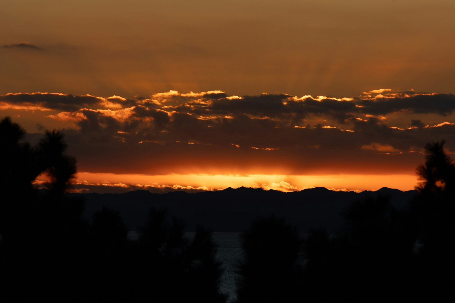 Cielo al tramonto con alberi in silhouette