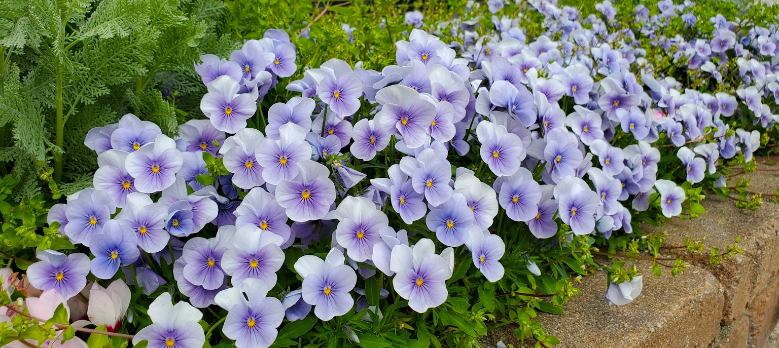 Un jardín lleno de flores moradas en flor