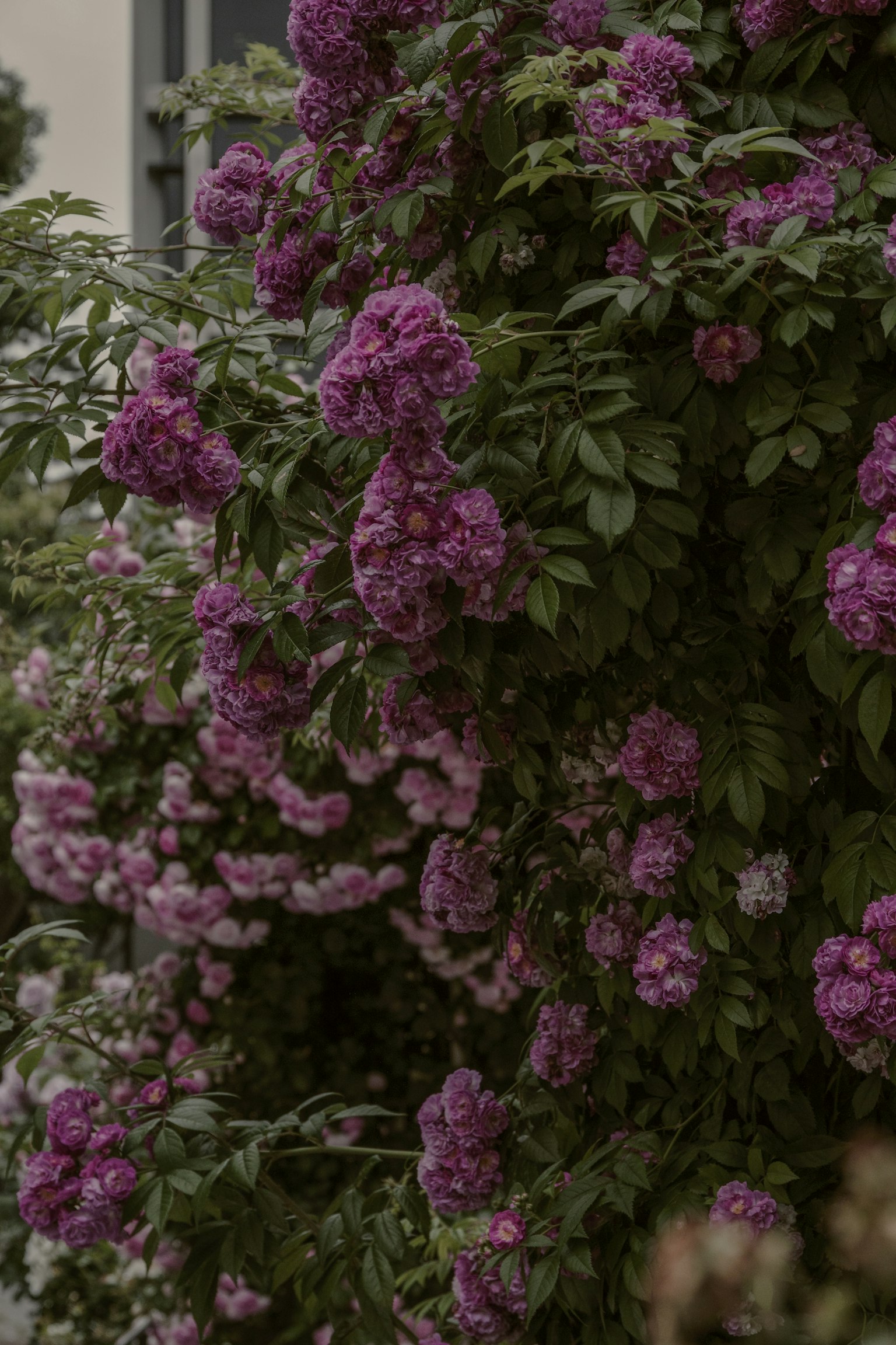 Close-up of a flowering plant with purple blooms