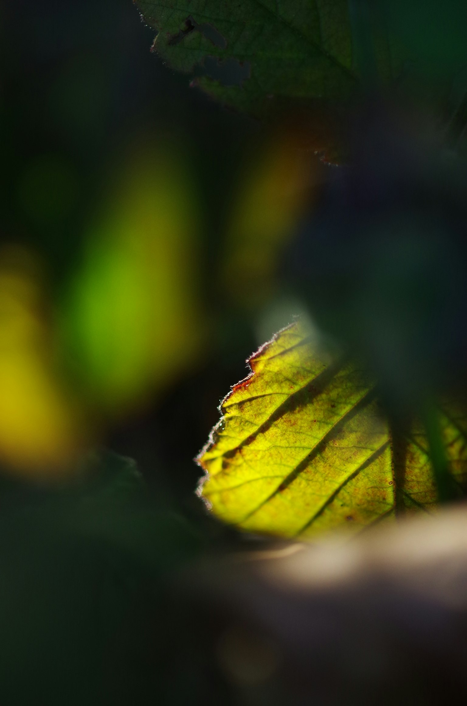 ภาพใกล้ชิดของใบเขียวและเหลืองกับพื้นหลังเบลออย่างนุ่มนวล