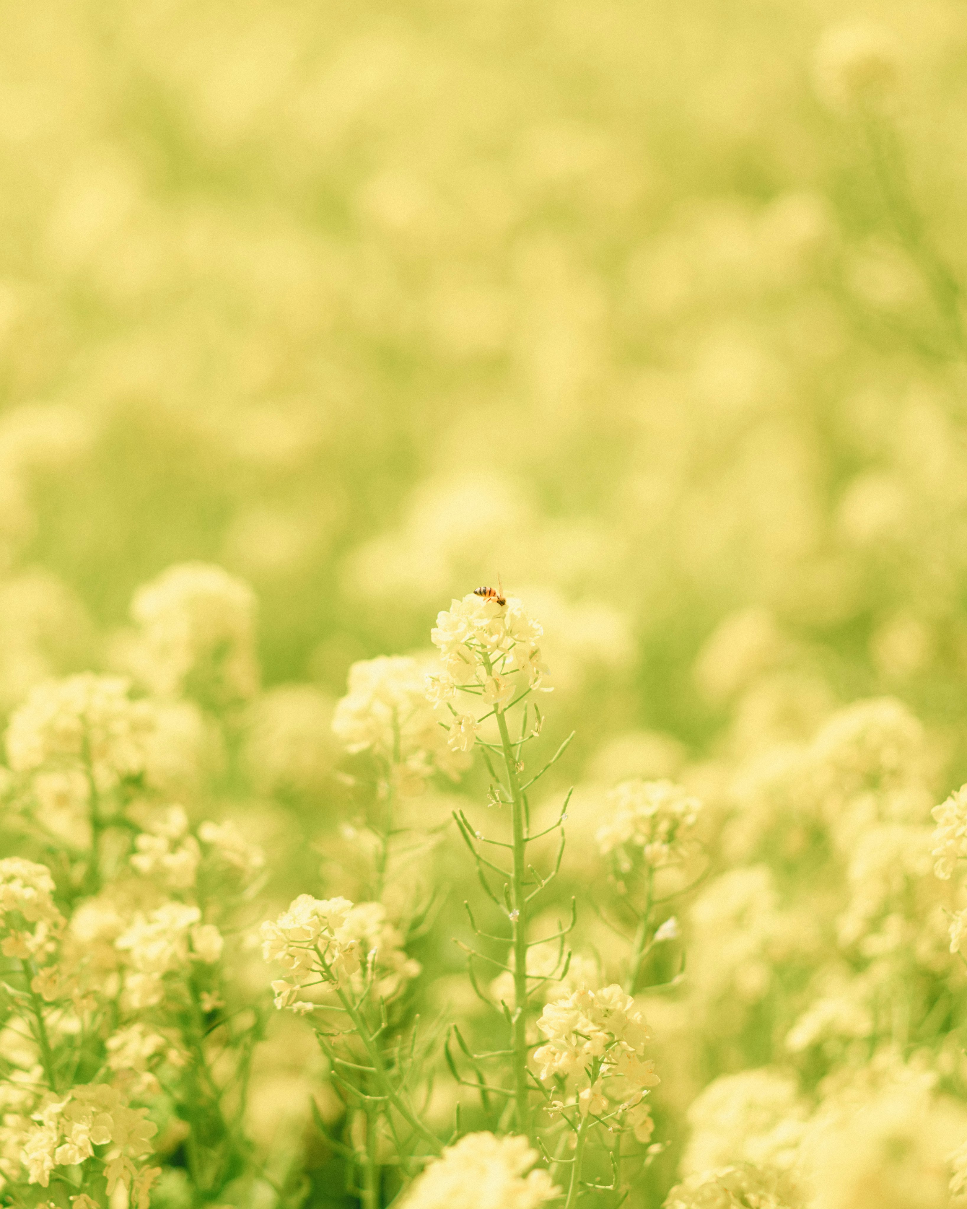 菜の花畑で蜜蜂が花にとまる春の風景