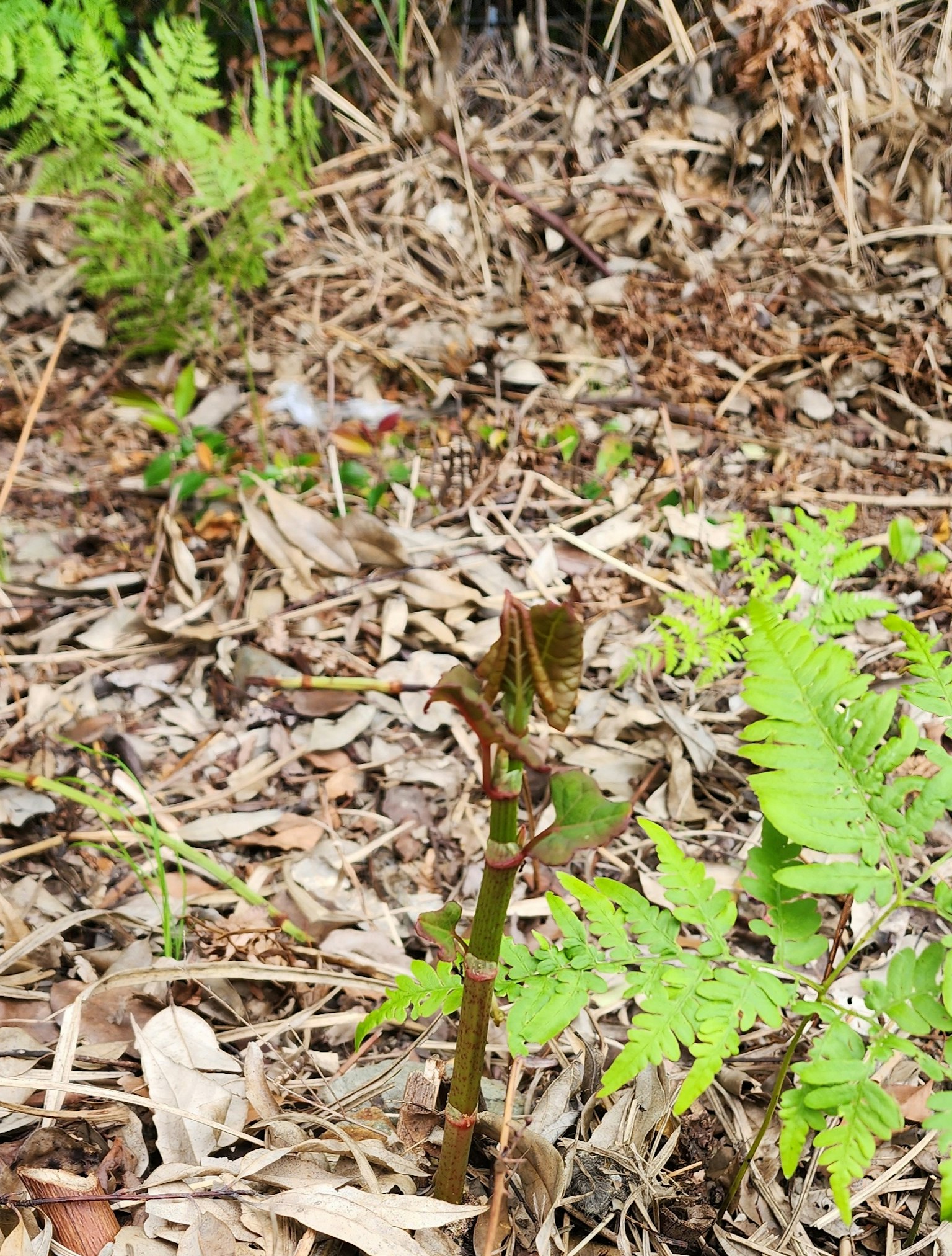 綠色葉子與土壤中冒出的年輕蕨類植物