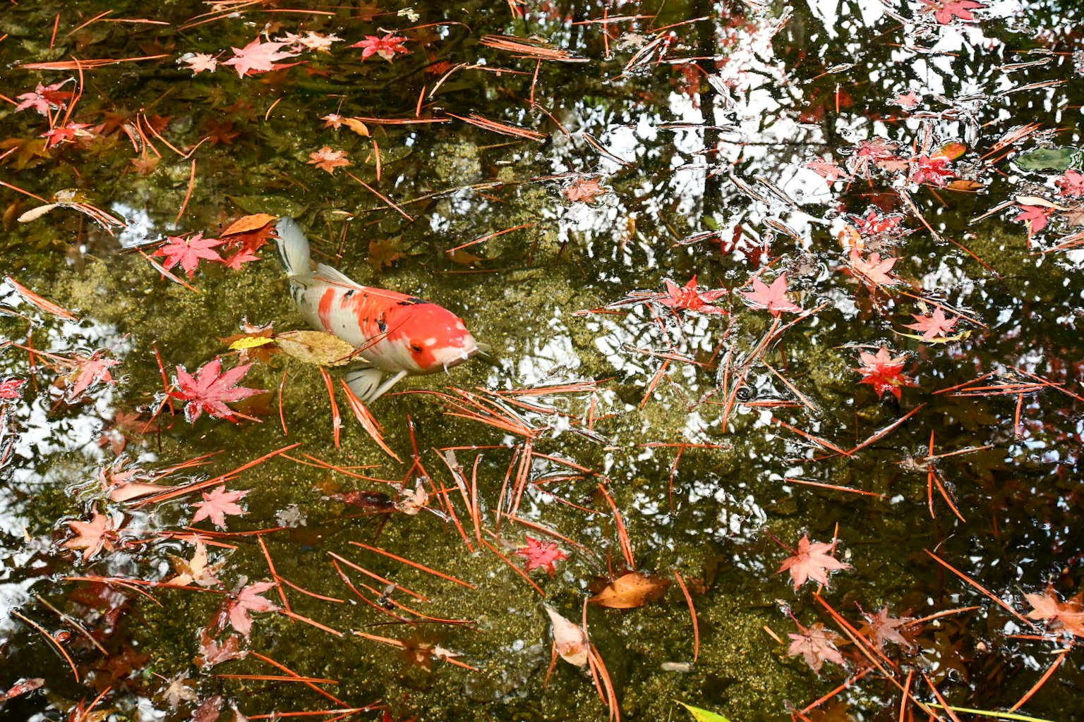 Pez koi vibrante nadando entre hojas de otoño caídas en un estanque