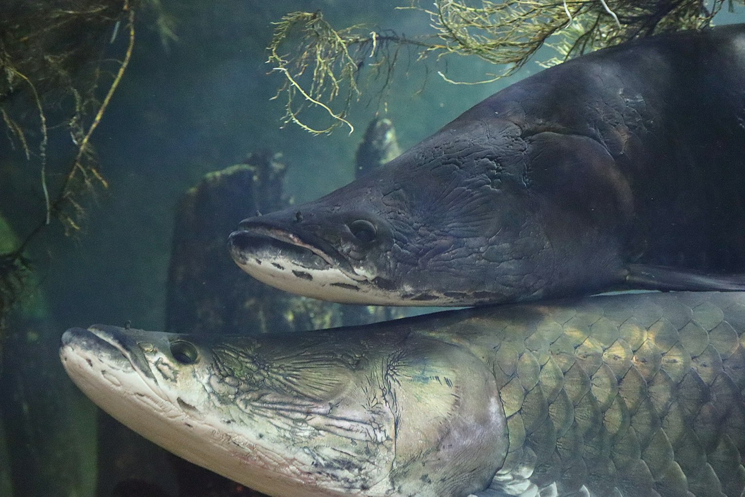 Two fish swimming underwater