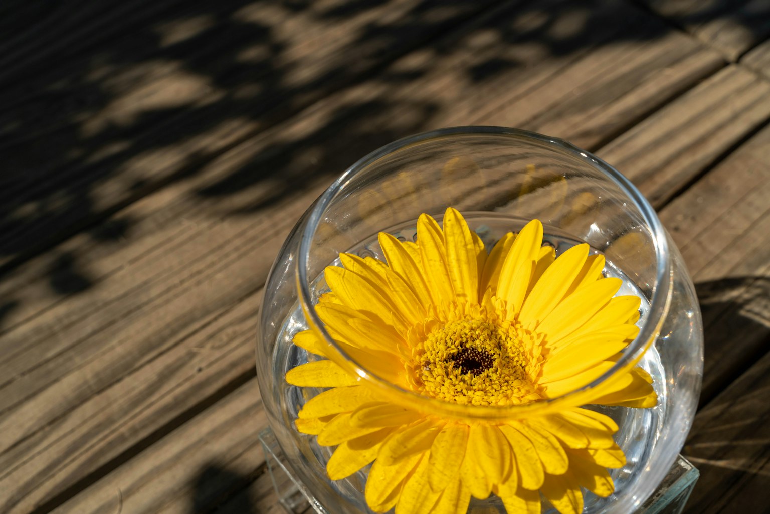 Hoa cúc gerbera vàng nổi trong nước trong bát thủy tinh trên bàn gỗ có bóng râm
