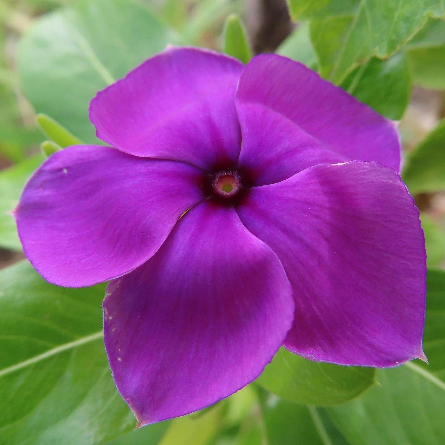 Flor morada vibrante con hojas verdes