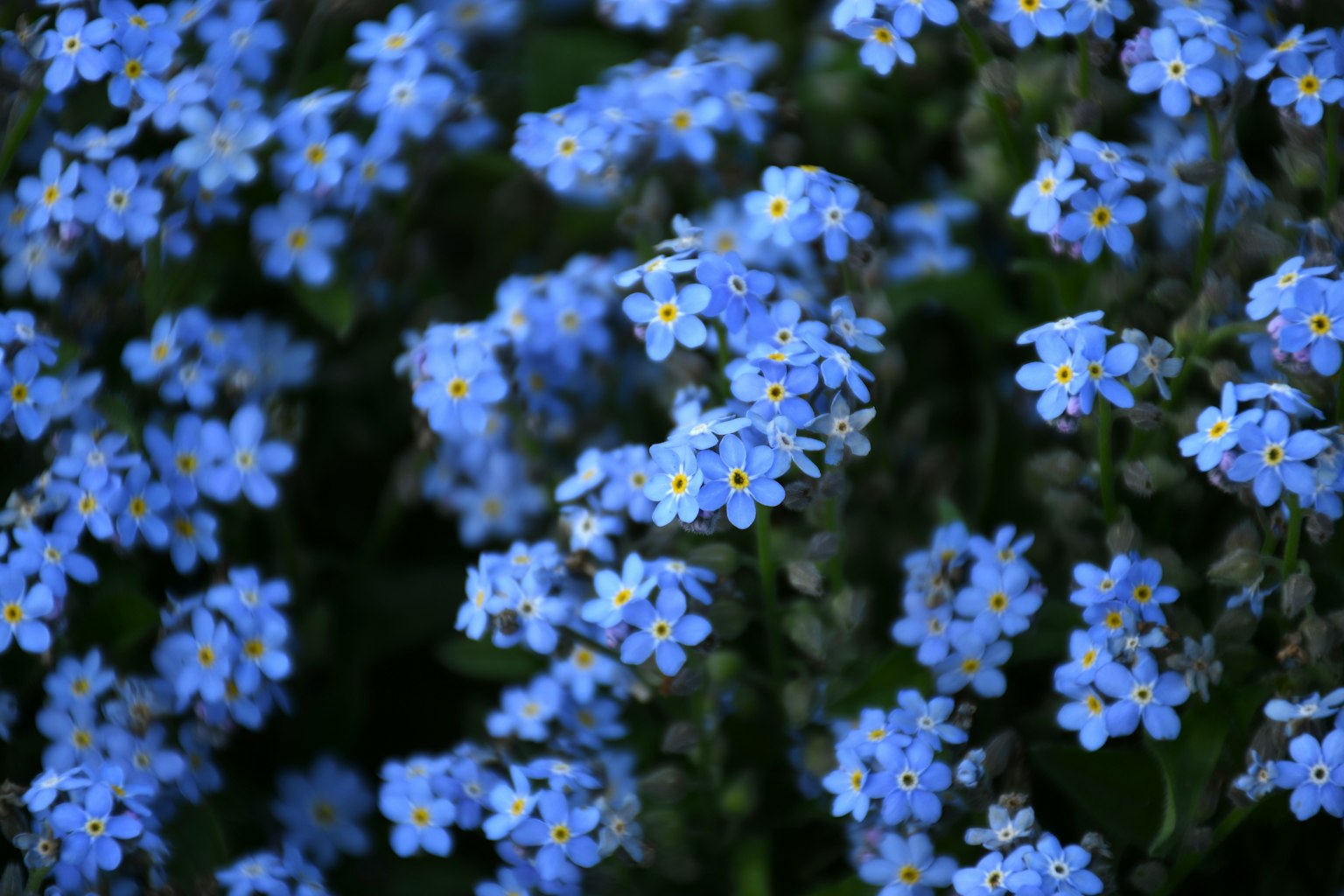 Feld mit kleinen blauen Blumen und gelben Zentren