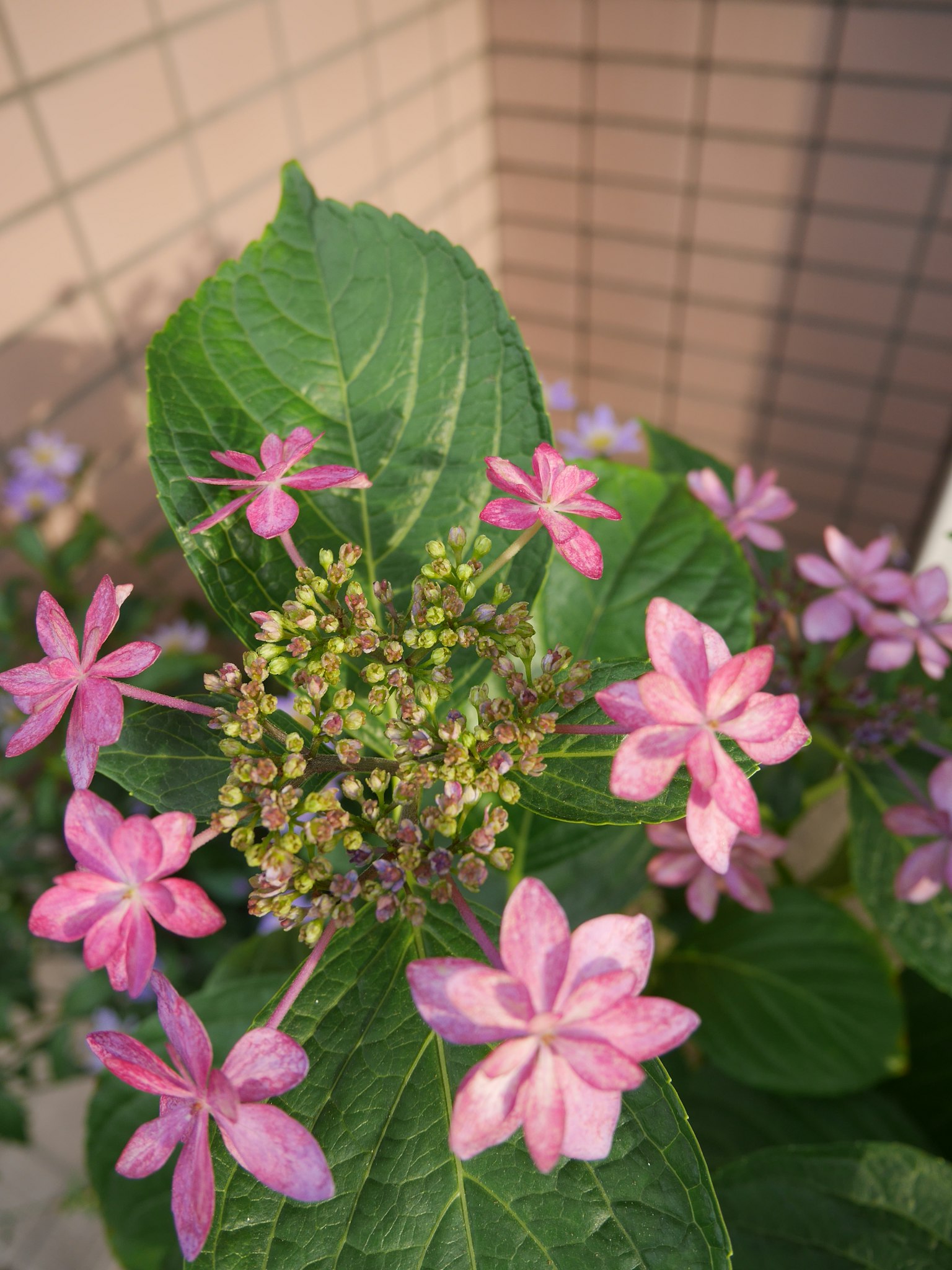 特寫的植物，帶有粉紅色花朵和綠色葉子