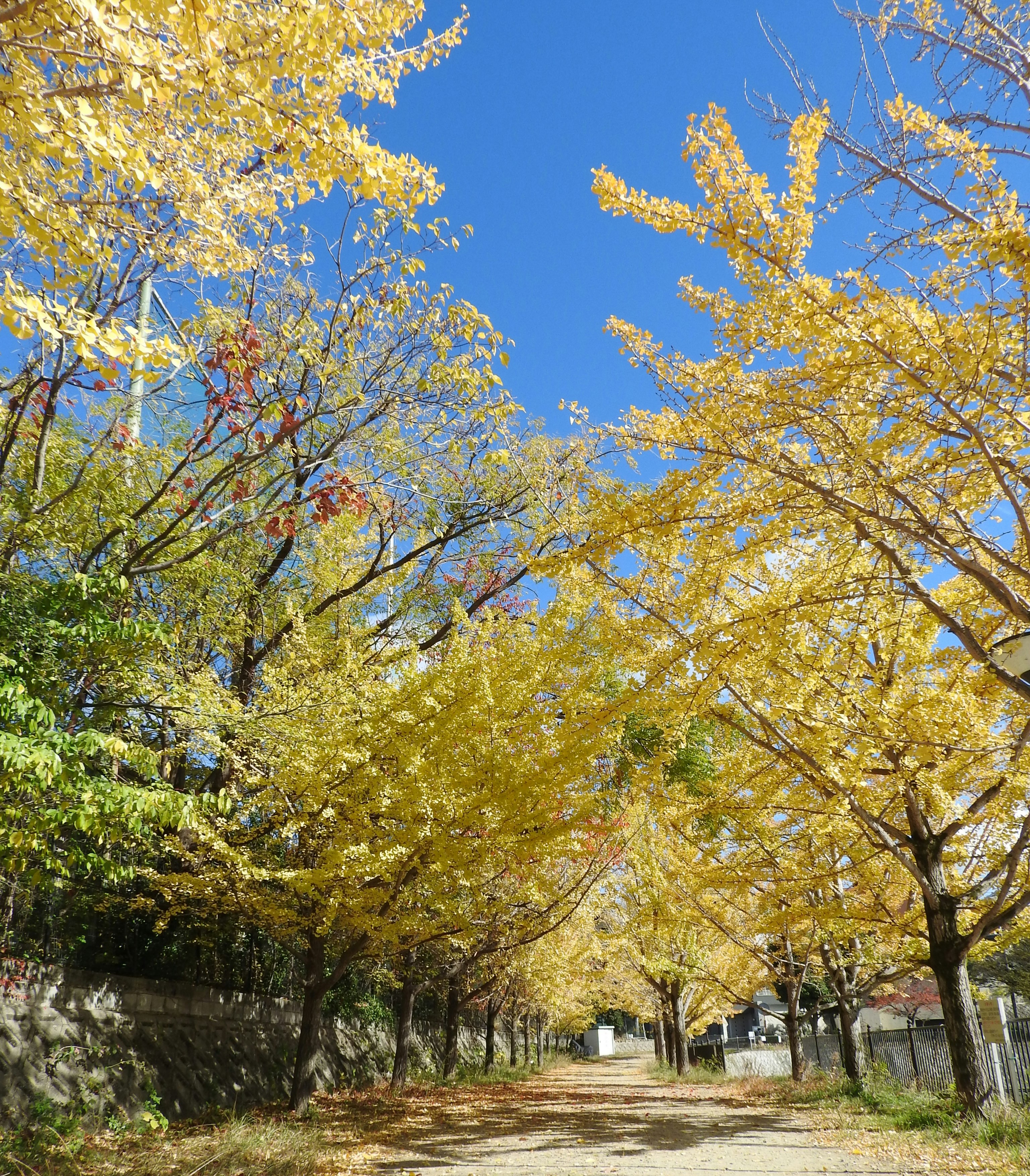 Camino con hileras de ginkgos y cielo azul