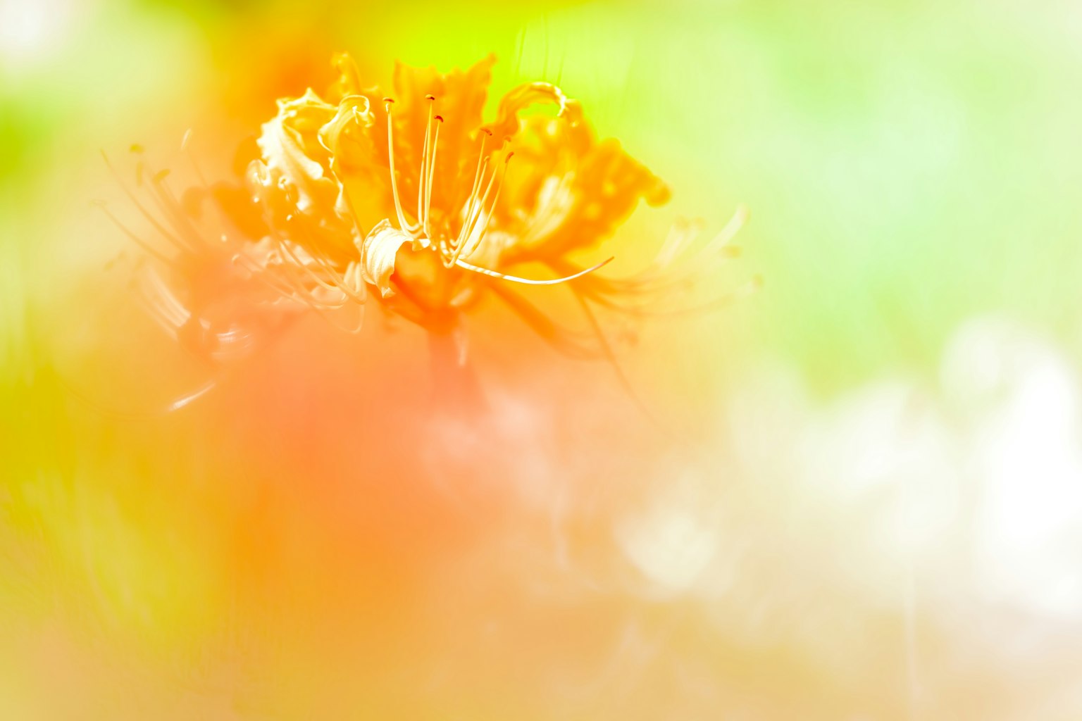 Lebendige orange Blume mit verschwommenem Hintergrund