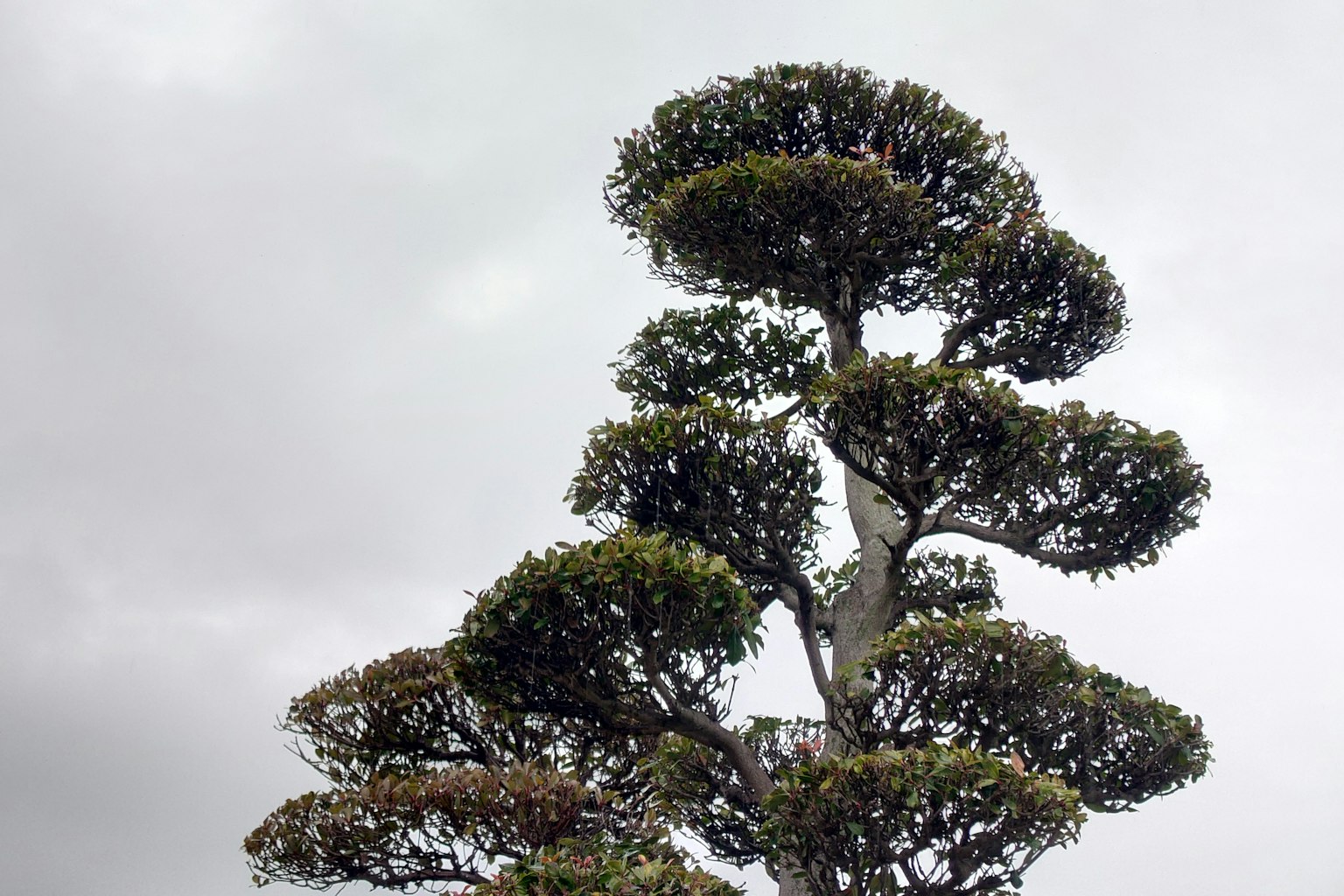 A uniquely shaped tree stands under a gray sky