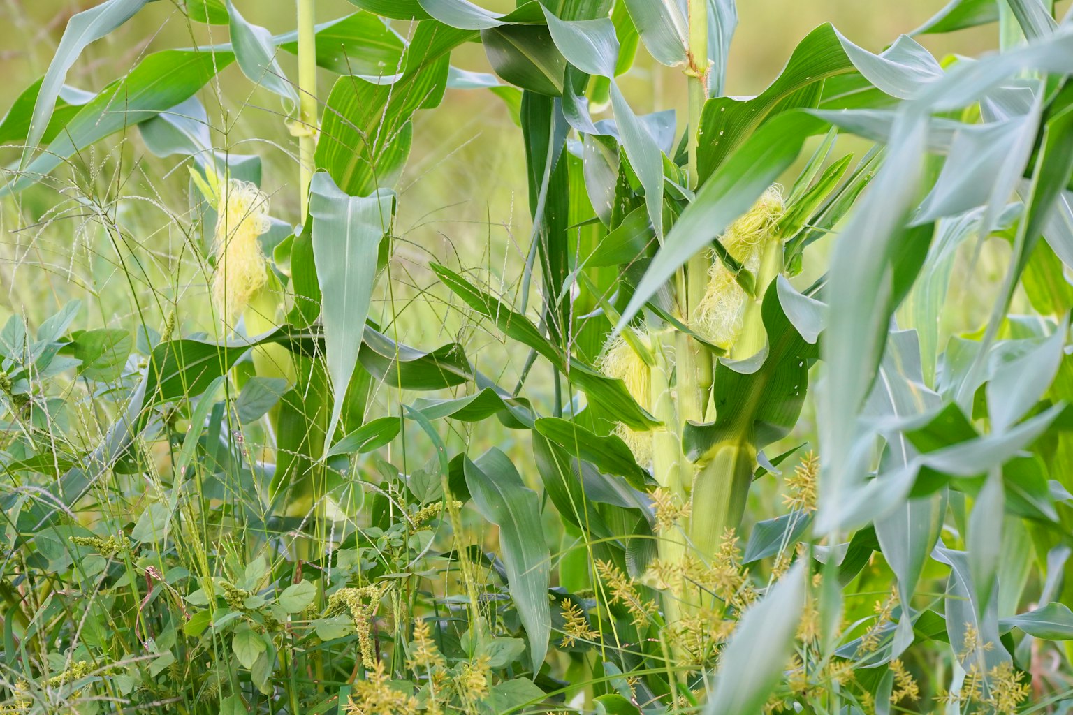 Lush green corn plants thriving in a field