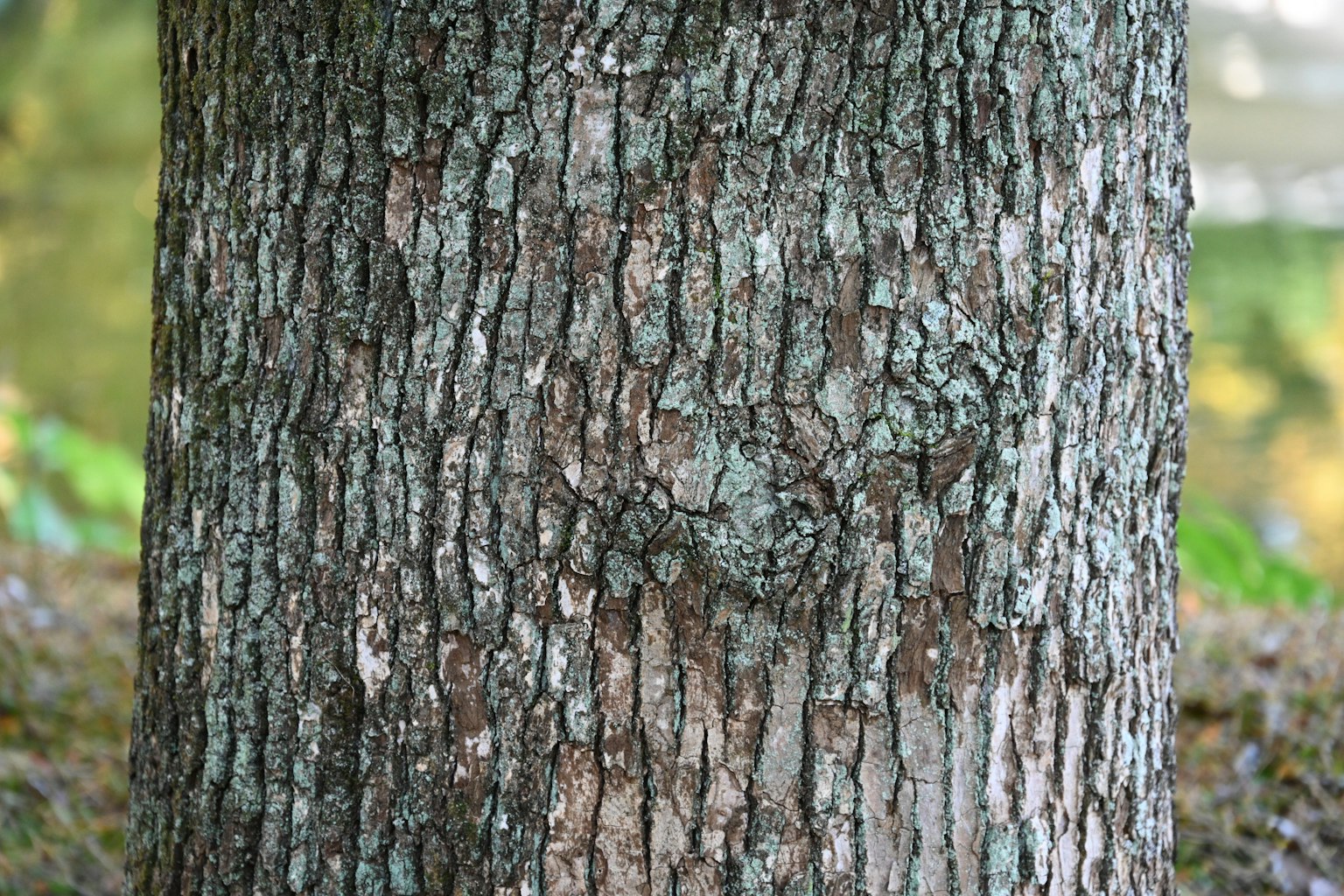 Close-up of tree bark texture with intricate patterns and earthy colors