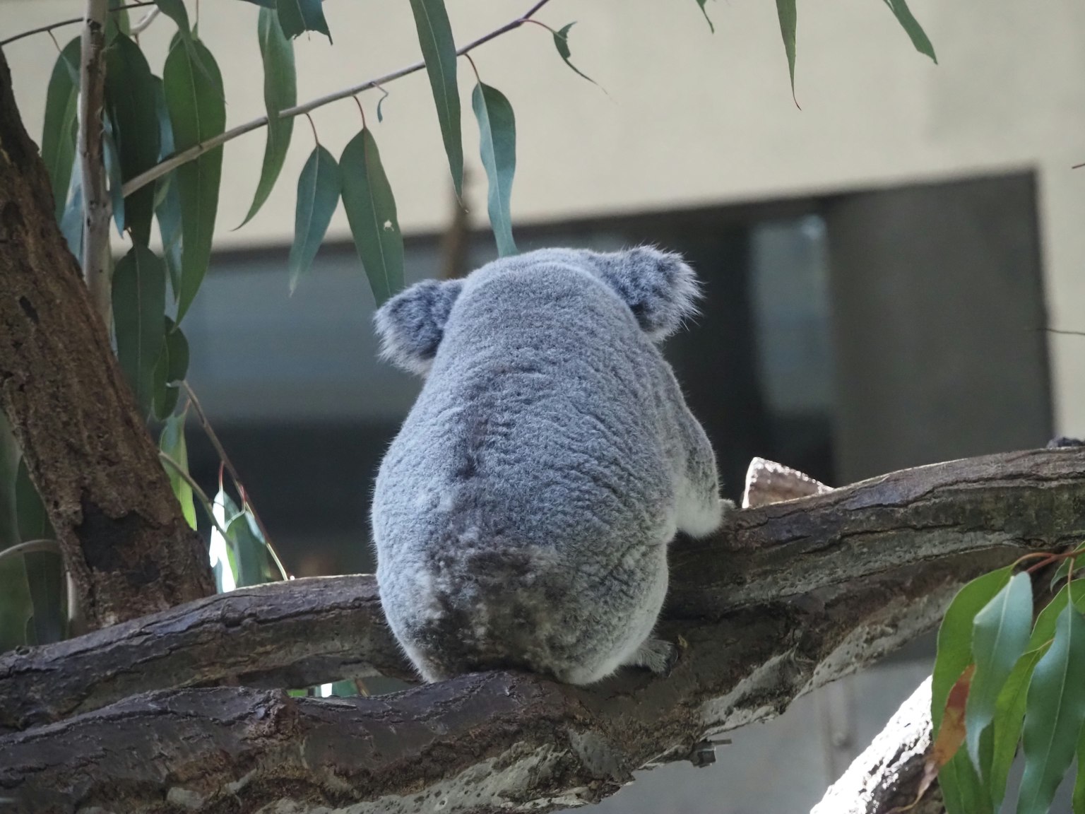 Koala sitting on a branch from behind