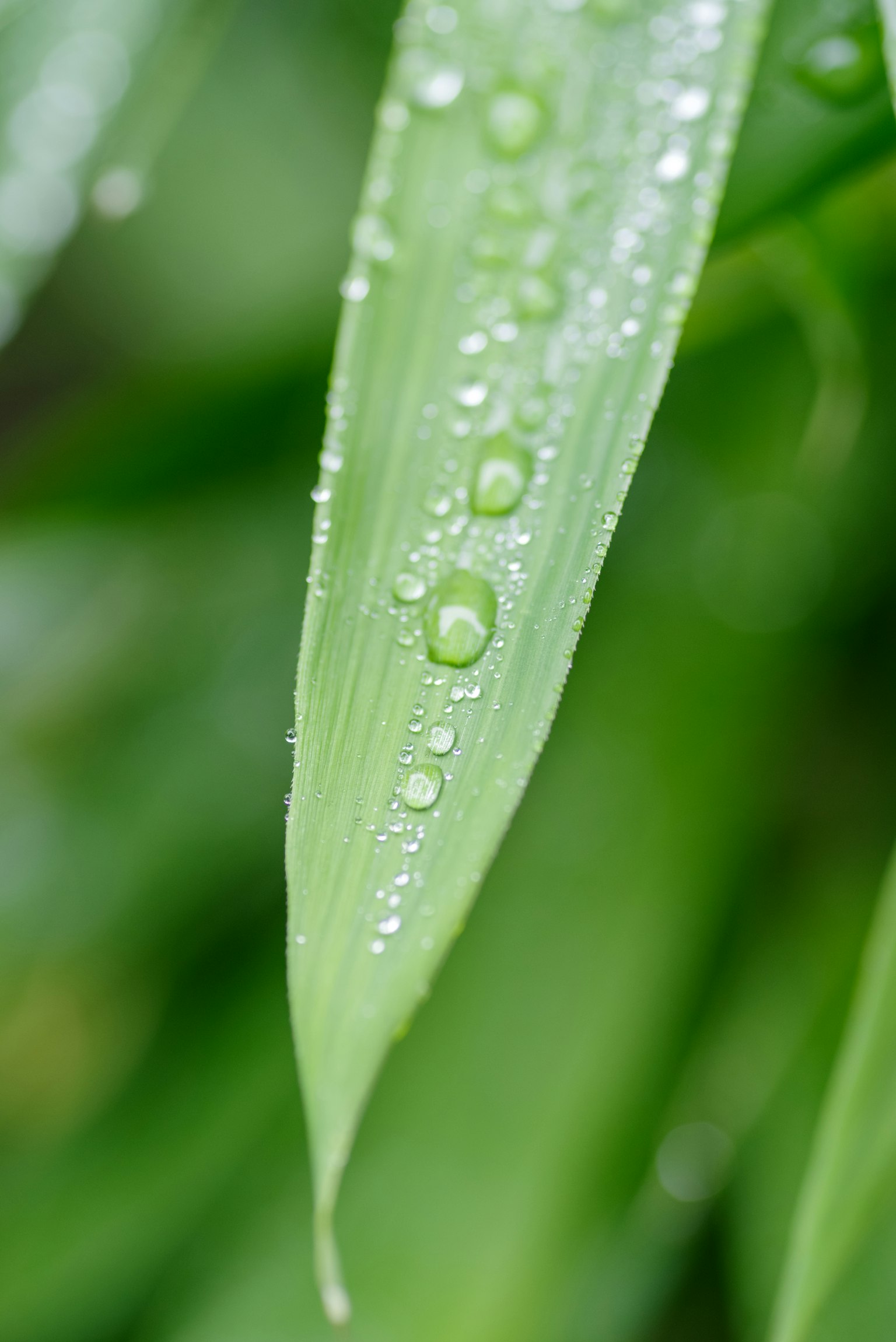 Gros plan d'une feuille verte avec des gouttes d'eau