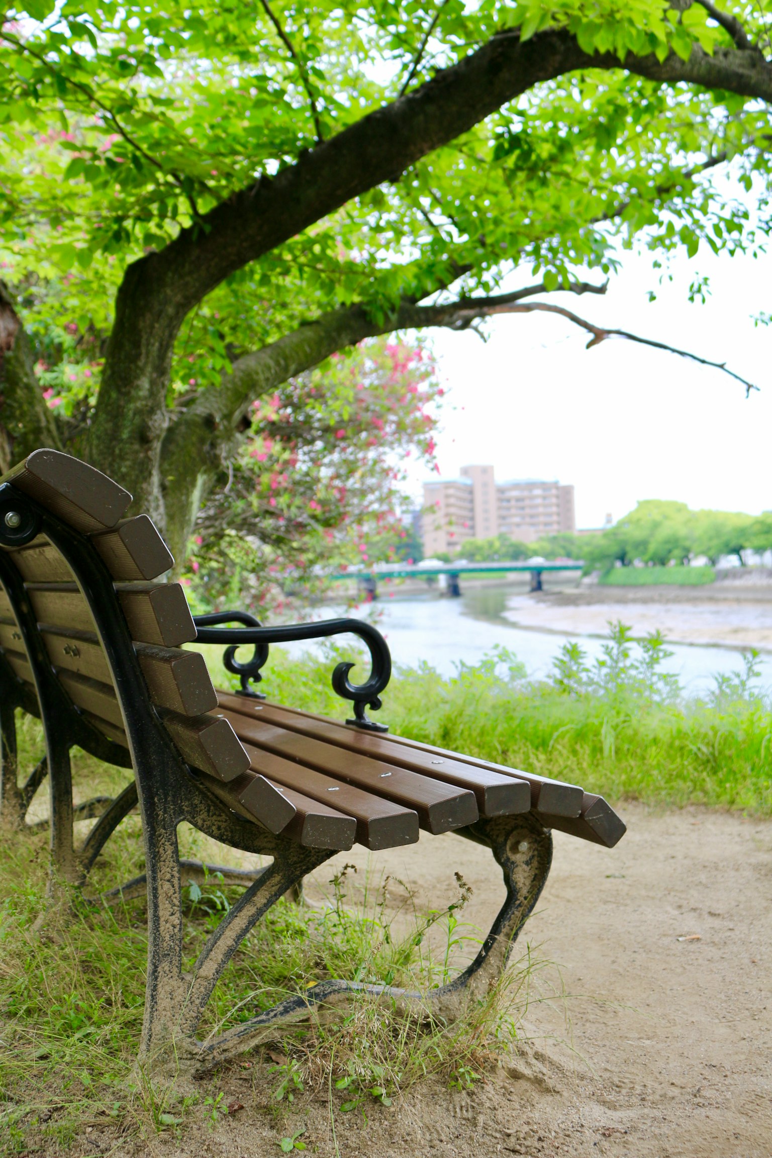 Banc de parc au bord de la rivière avec des arbres verts luxuriants