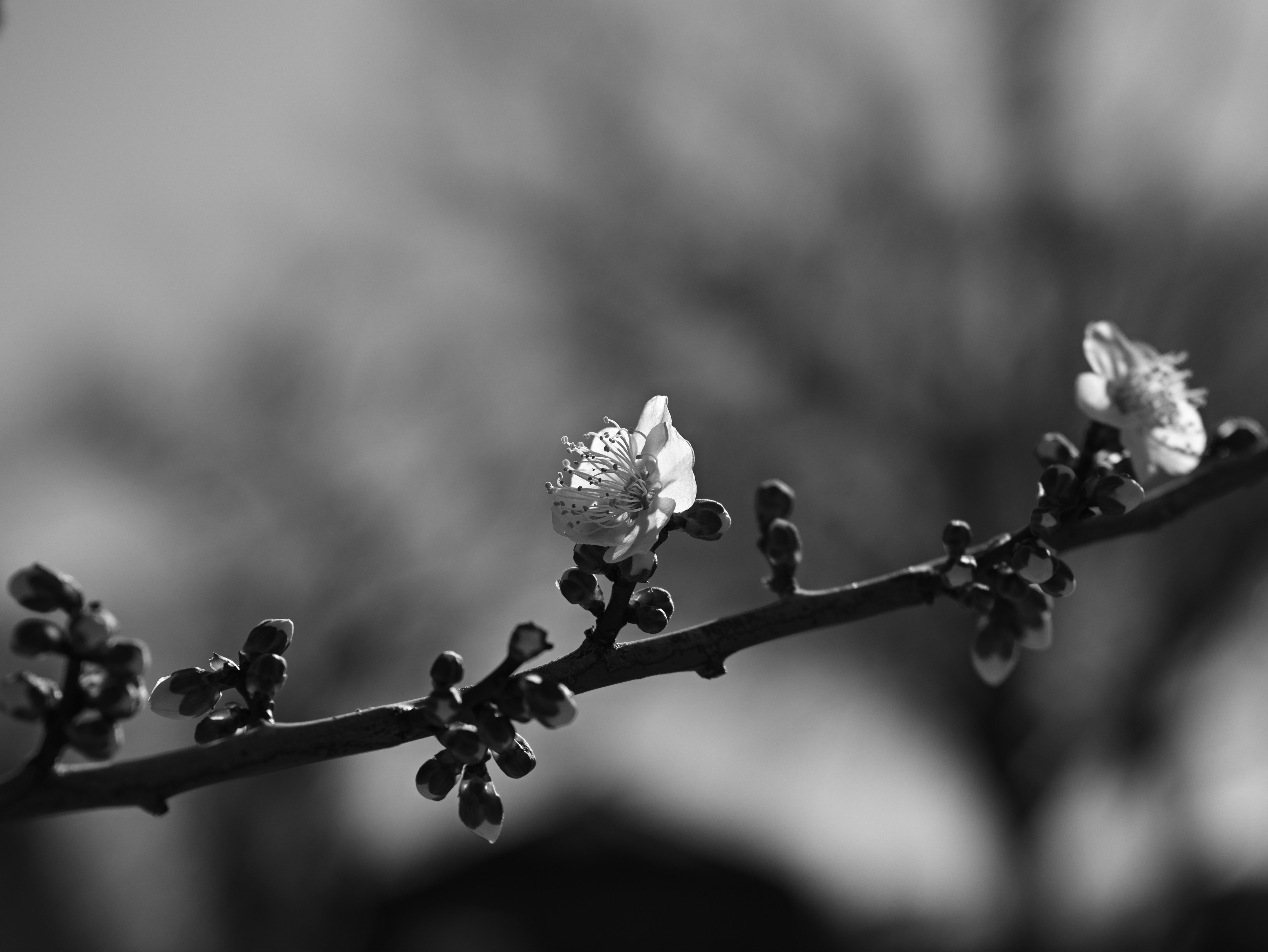 黑白特寫：樹枝上的小花與花蕾