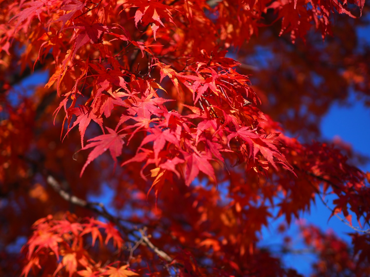 Lebendige rote Ahornblätter leuchten unter einem klaren blauen Himmel