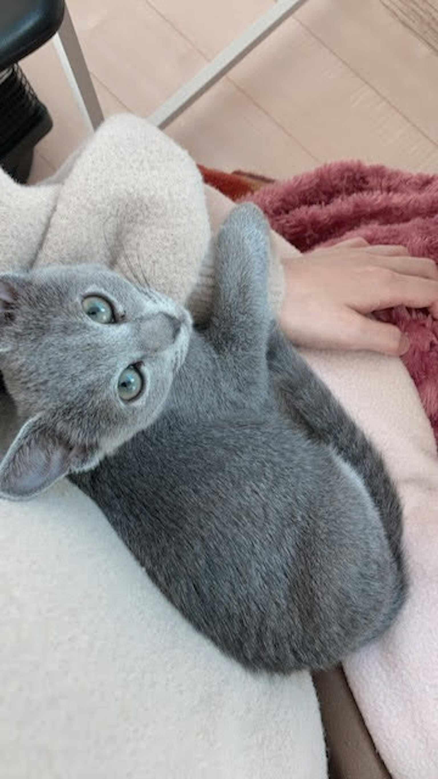 灰色猫躺在毯子上，旁边有一只手