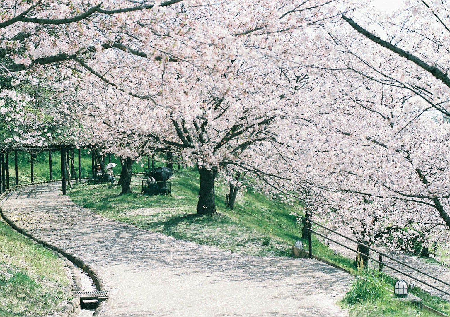 Sentiero in un parco fiancheggiato da alberi di ciliegio in fiore