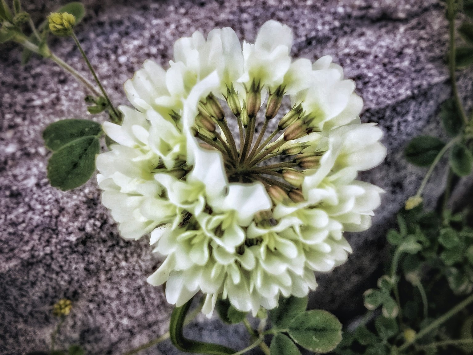 一朵白花盛開在石頭表面