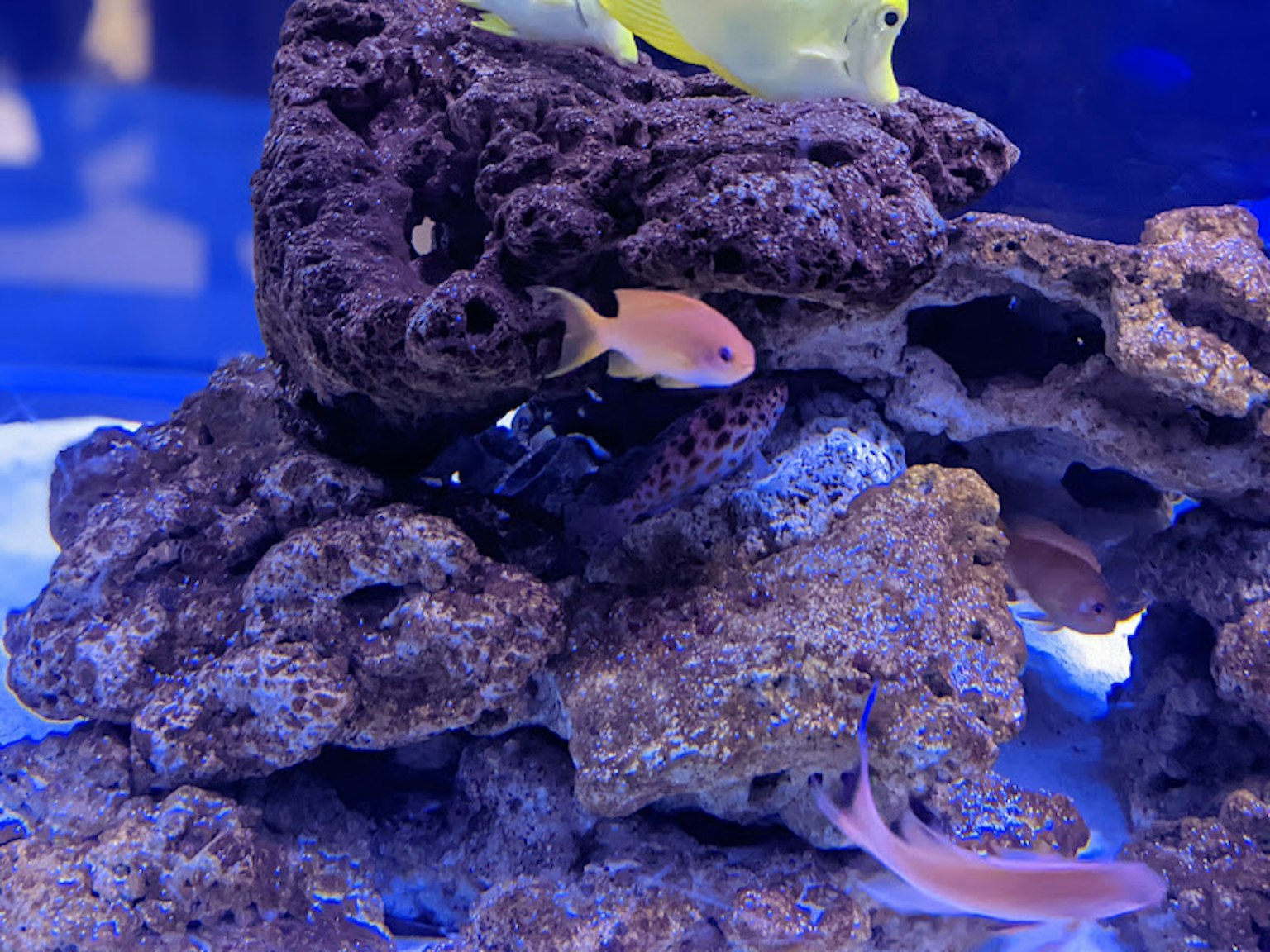 Poissons colorés nageant entre des rochers dans une scène sous-marine