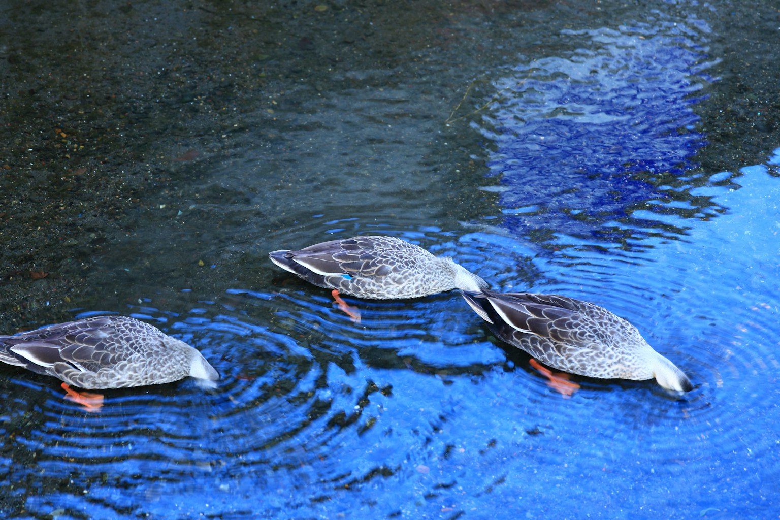 Ba con vịt tìm thức ăn trong nước xanh tạo ra sóng ripples