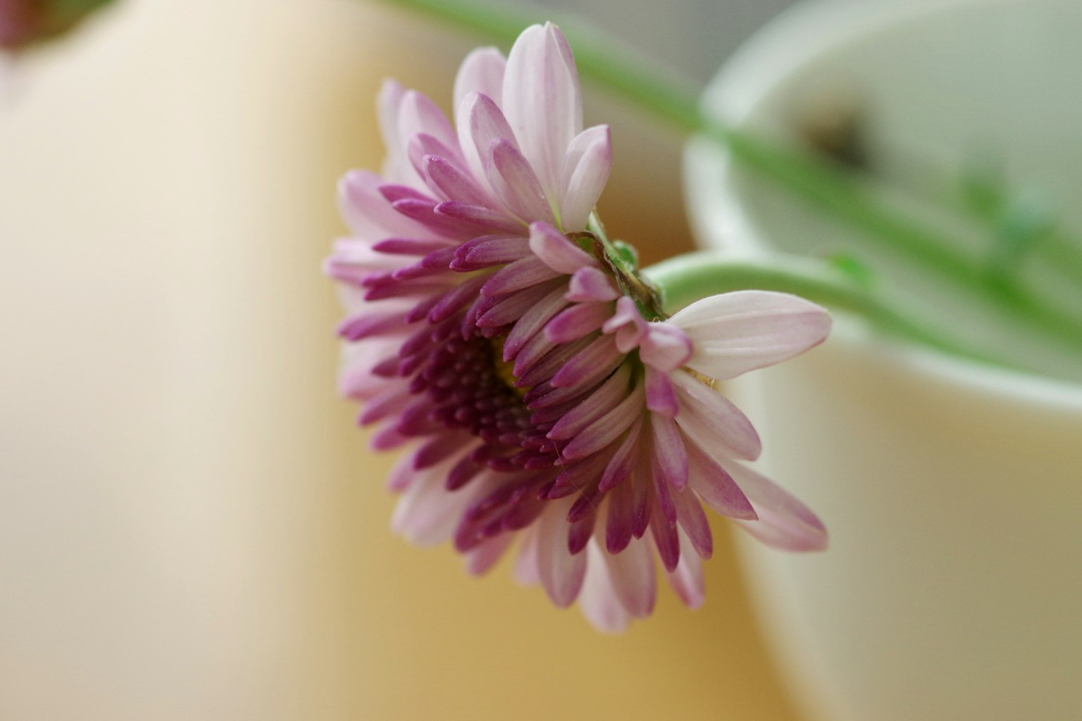 Nahaufnahme einer rosa Blume mit Blütenblättern neben einer Vase