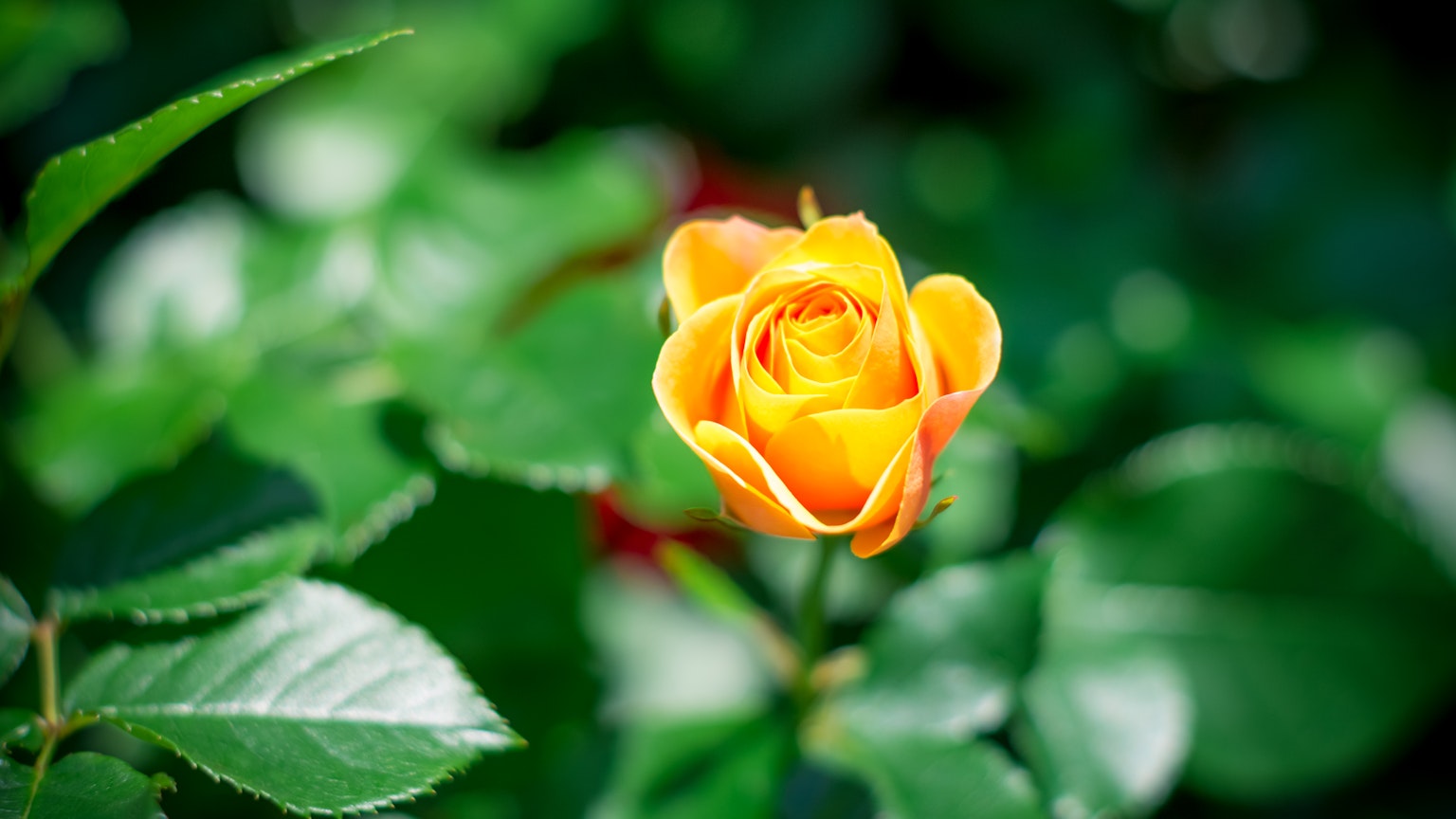 Rose orange vif entourée de feuilles vertes