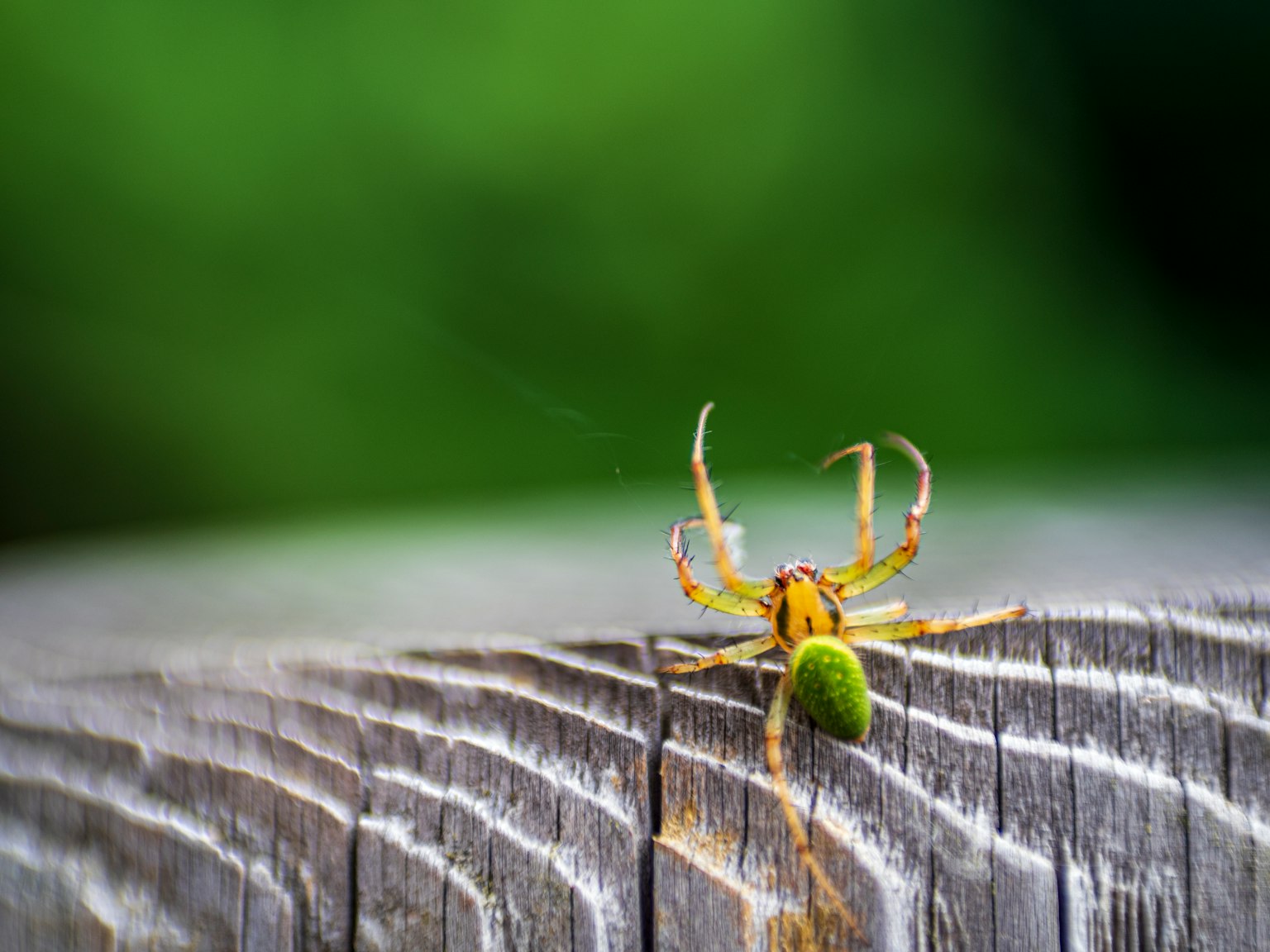 Une petite araignée avec un abdomen rond vert sur une surface en bois