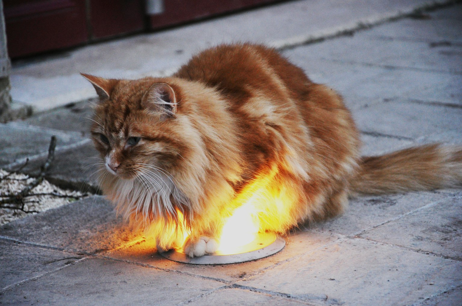 Orangefarbige Katze sitzt auf einem Teller mit orangefarbenem Licht, das davon ausgeht