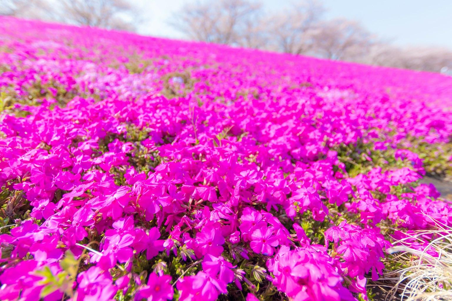Ein lebendiges Feld mit rosa Blumen in voller Blüte