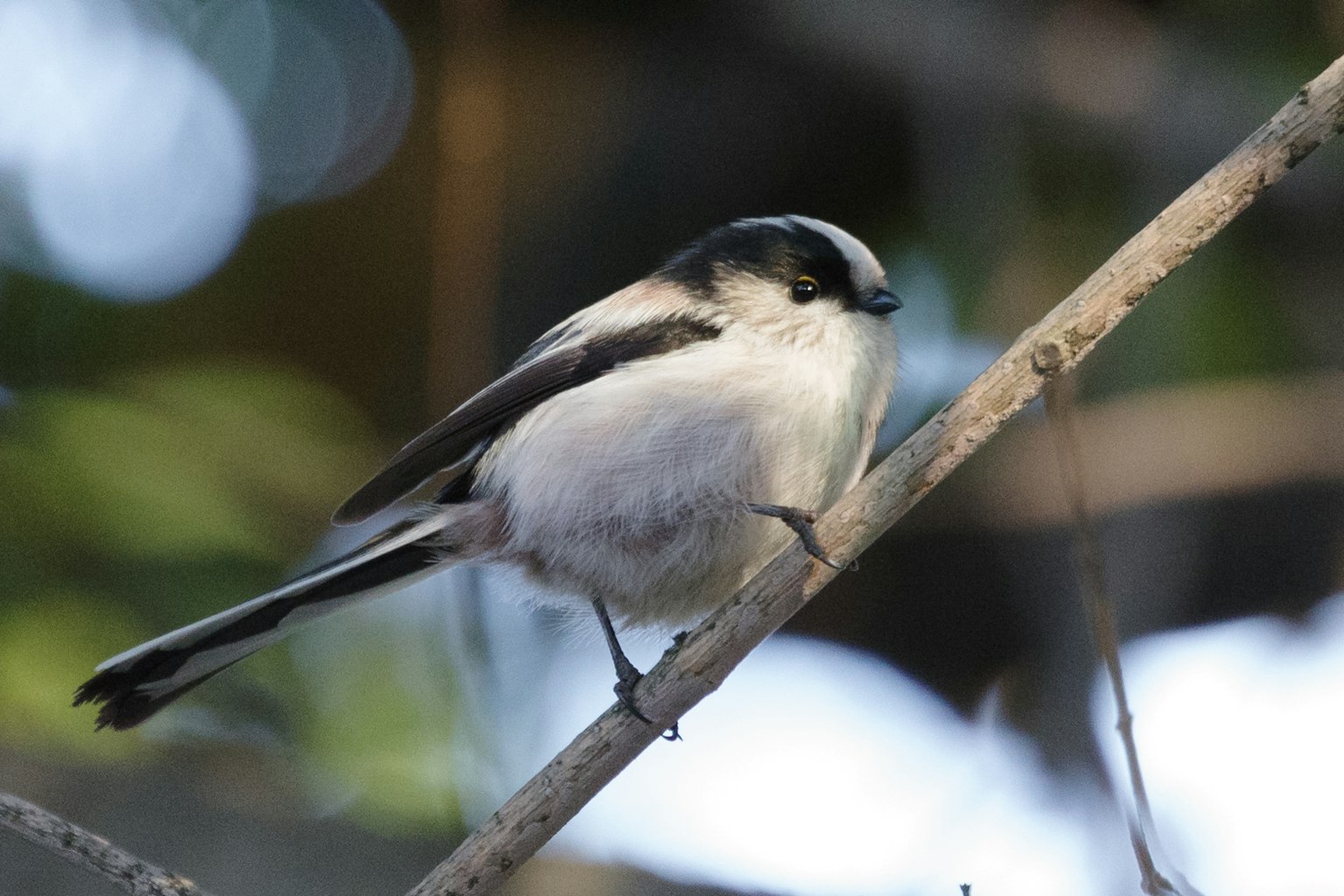 Ein kleiner Vogel, der auf einem Ast sitzt