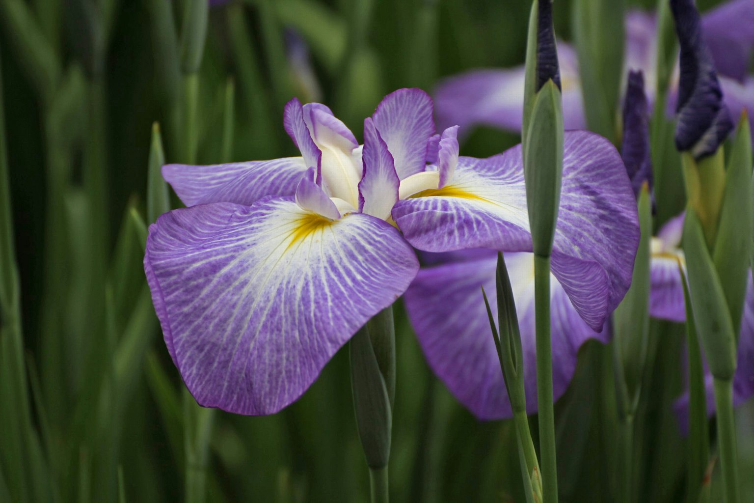 Irisblüten mit lila Blütenblättern umgeben von grünen Blättern