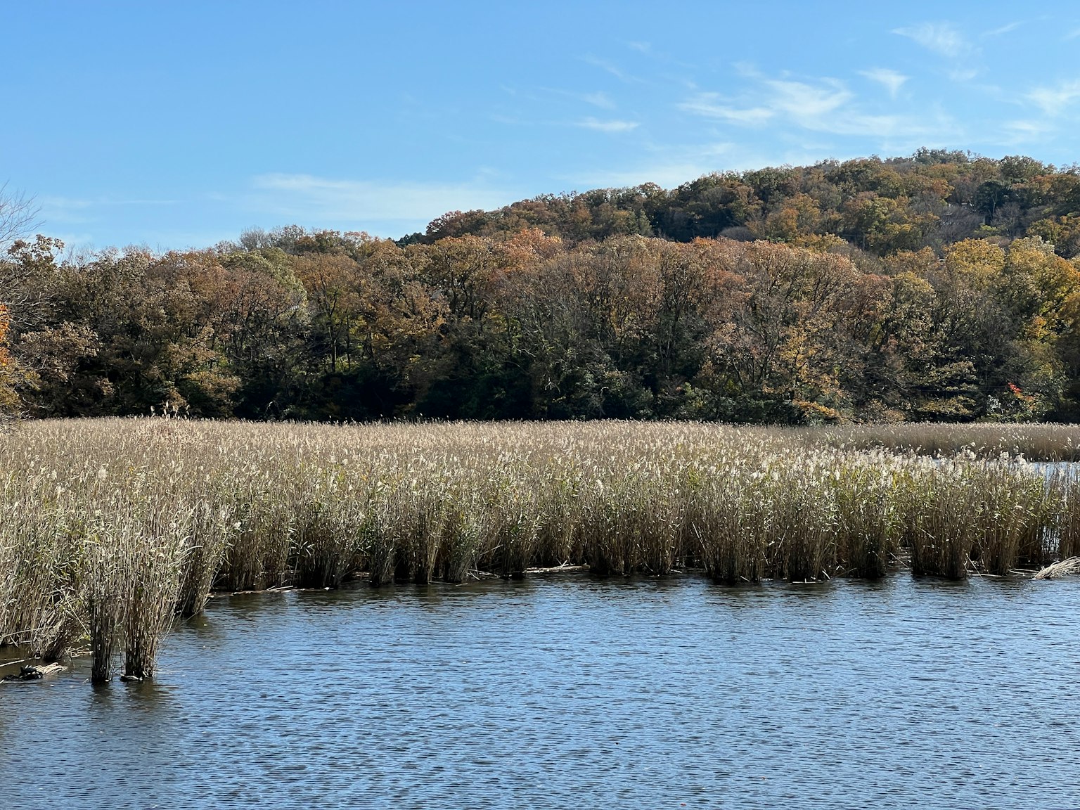 Serene wetland scene with calm water and autumn foliage