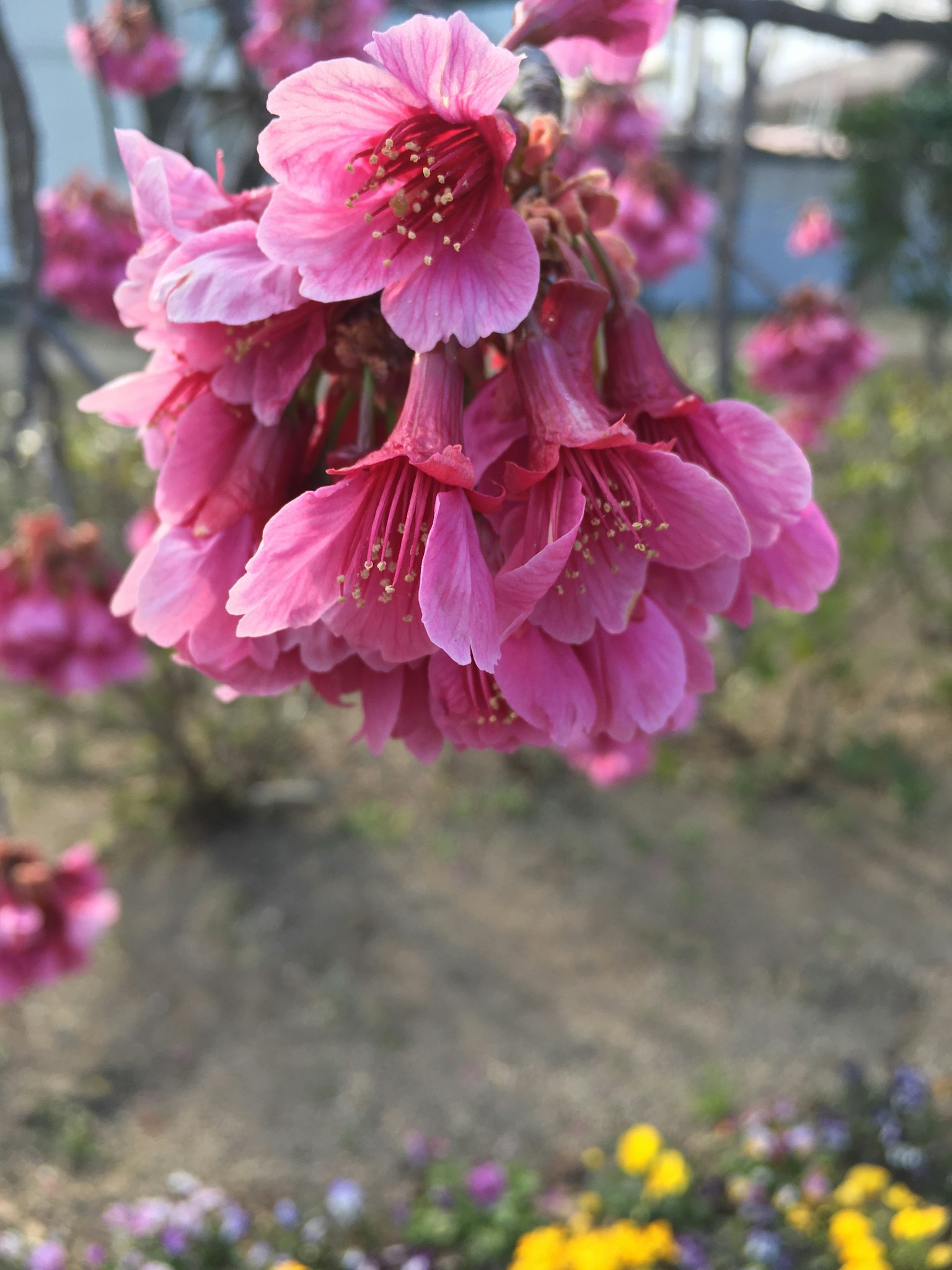 一簇粉紅色花朵，背景模糊的彩色花朵