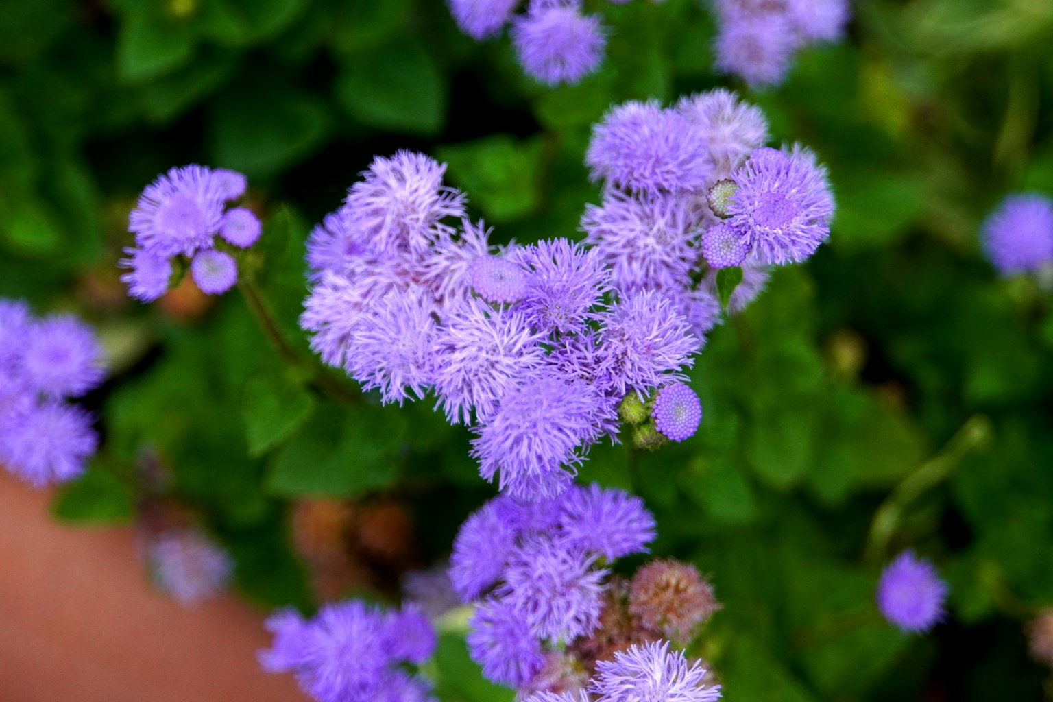 Primo piano di una pianta con piccoli fiori viola