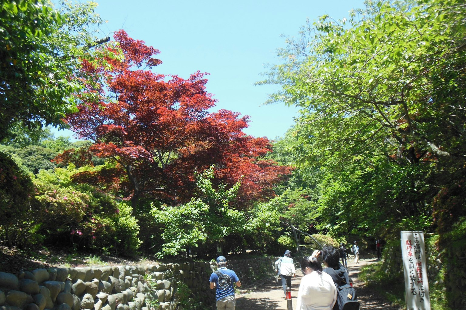 Un sentiero panoramico fiancheggiato da alberi verdi vibranti e un acero rosso notevole