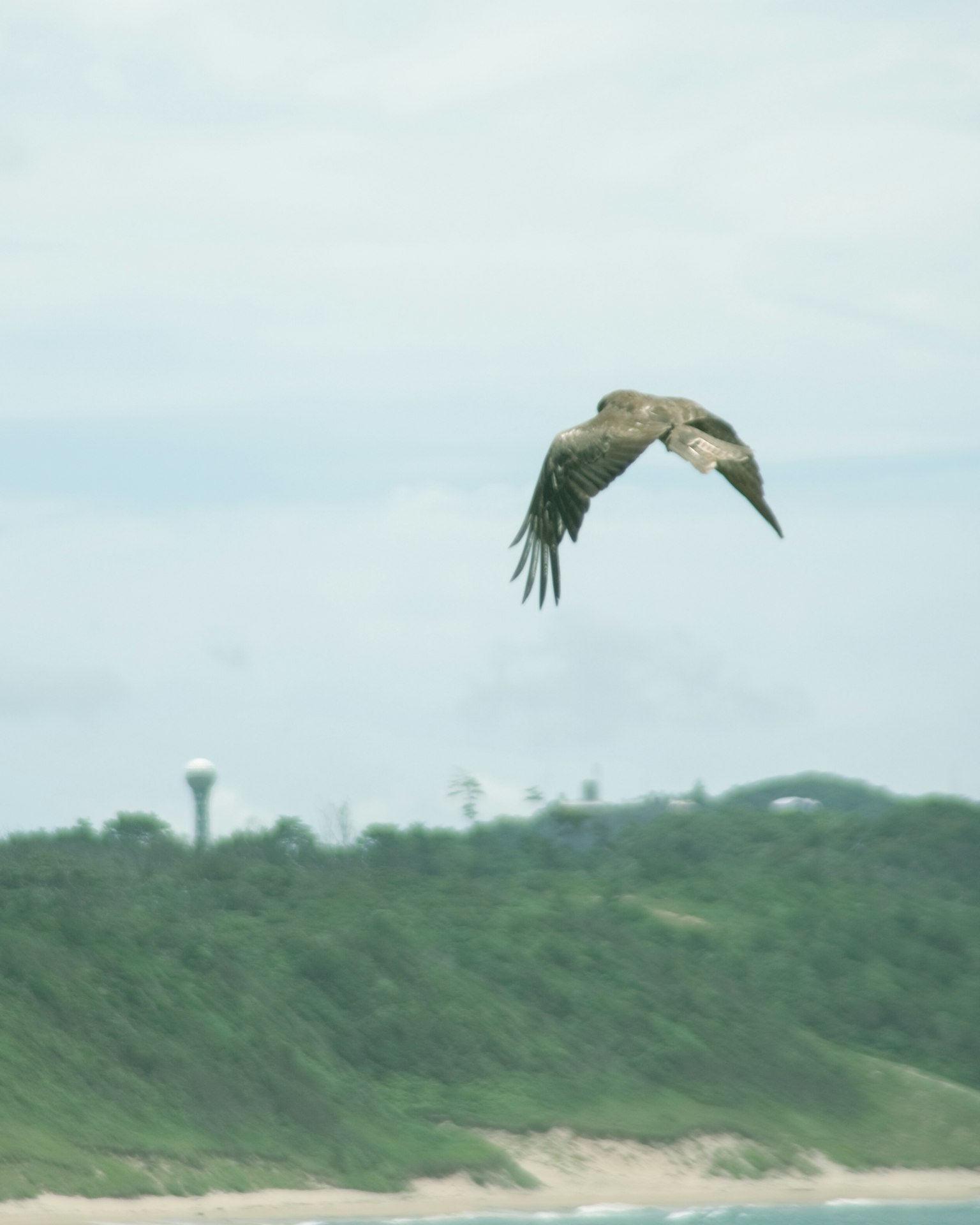 Un halcón volando sobre colinas verdes con un cielo nublado