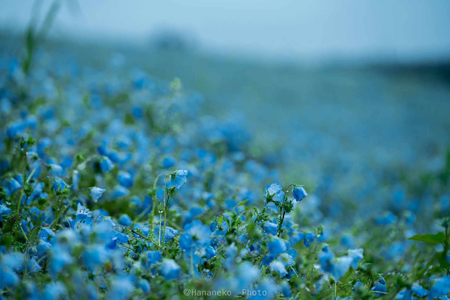 Gros plan sur un champ de fleurs bleues